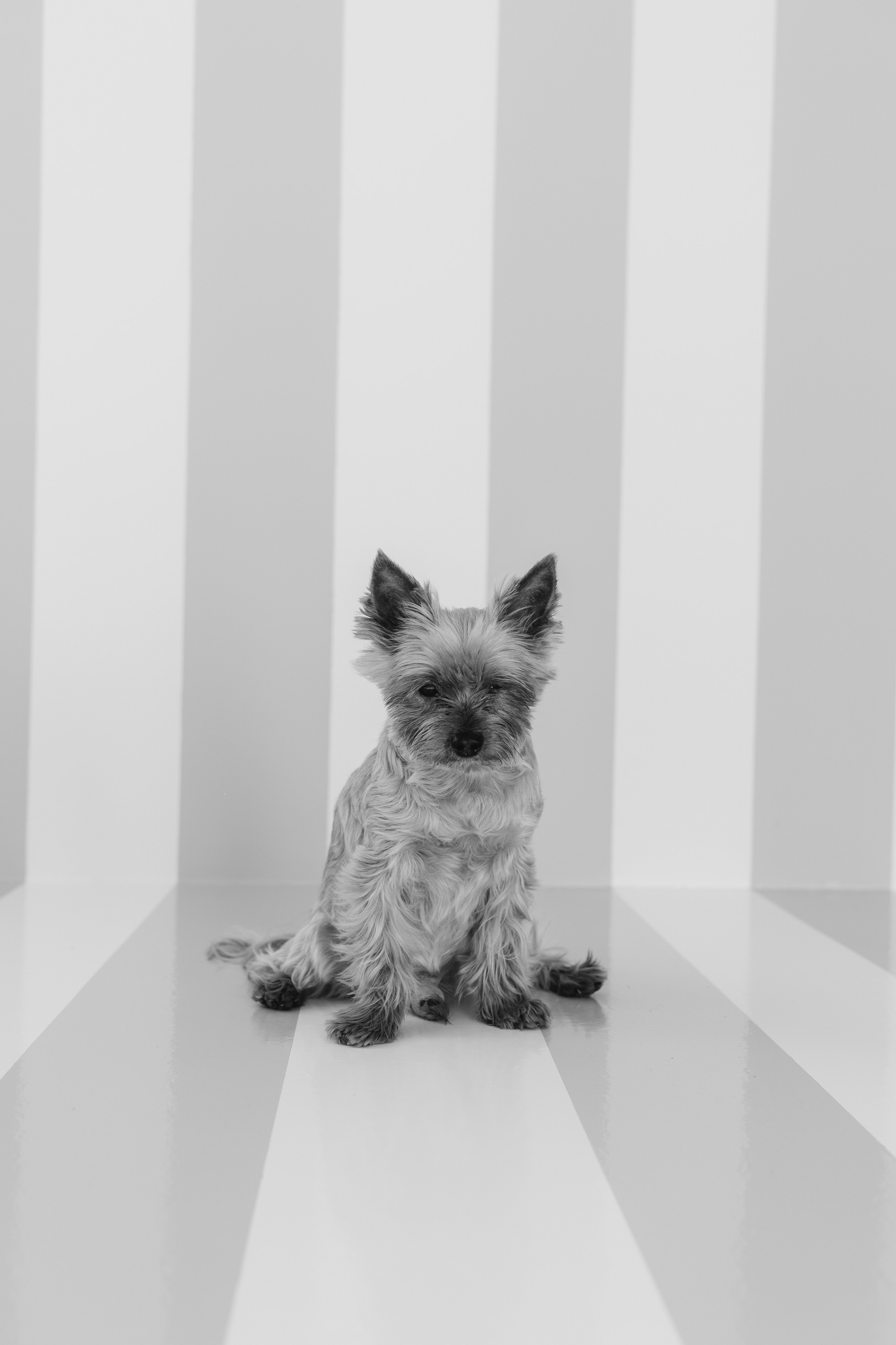 Wallun perhe. Wedding and portrait photographer in Helsinki Vickan O