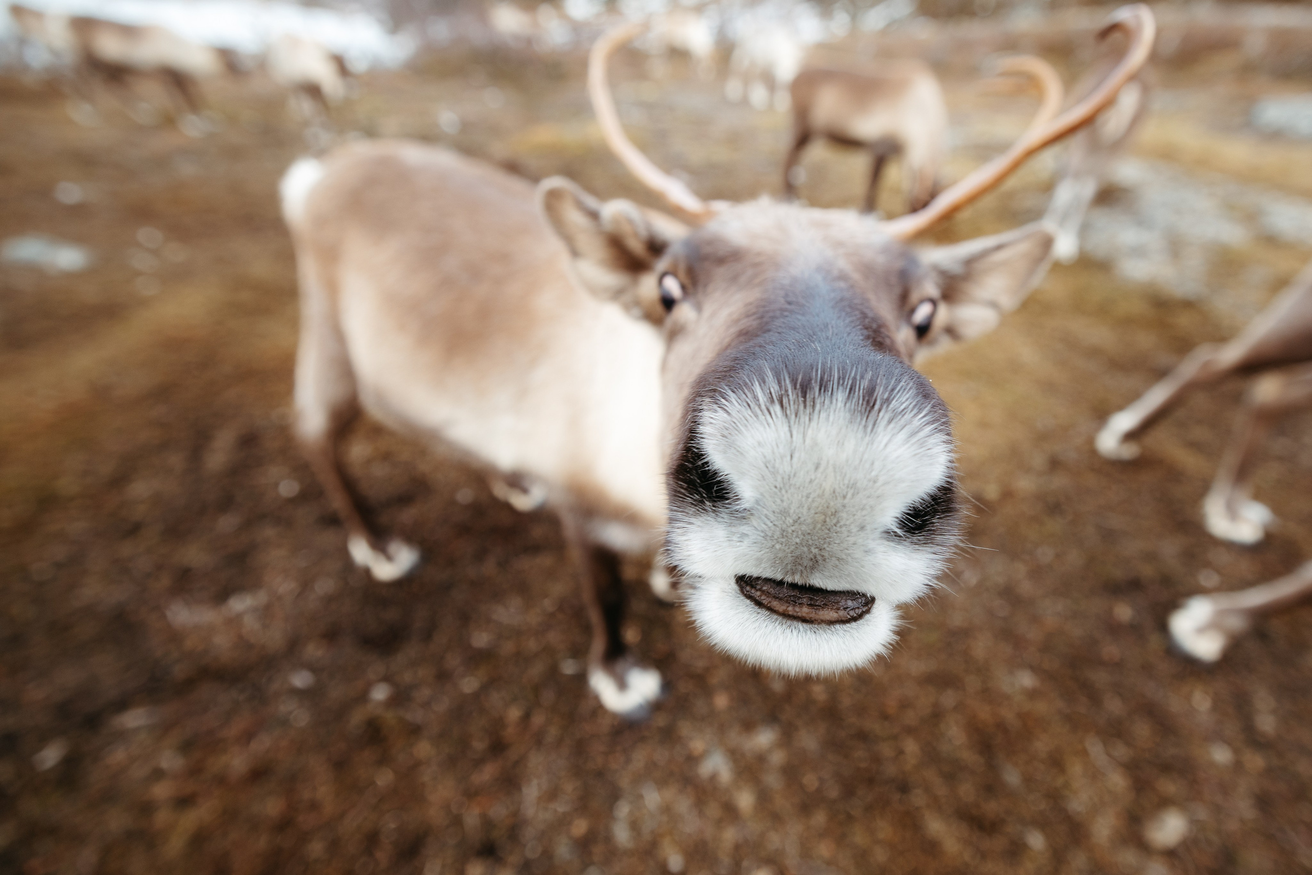 Tromso. Marius Ciocan