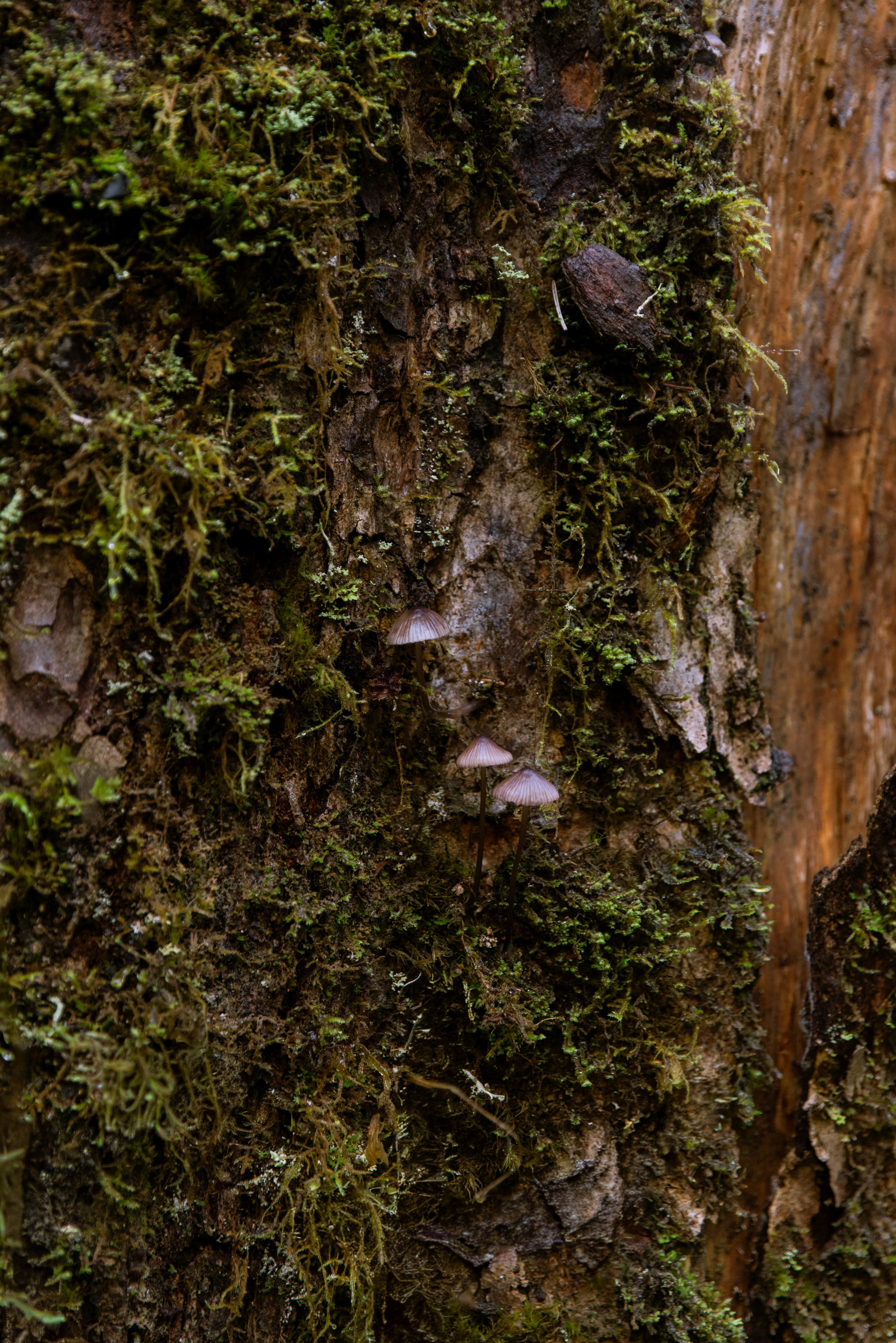 Twilight | Wallpapers. Photographer in Los Angeles. Julia Ishmuratova