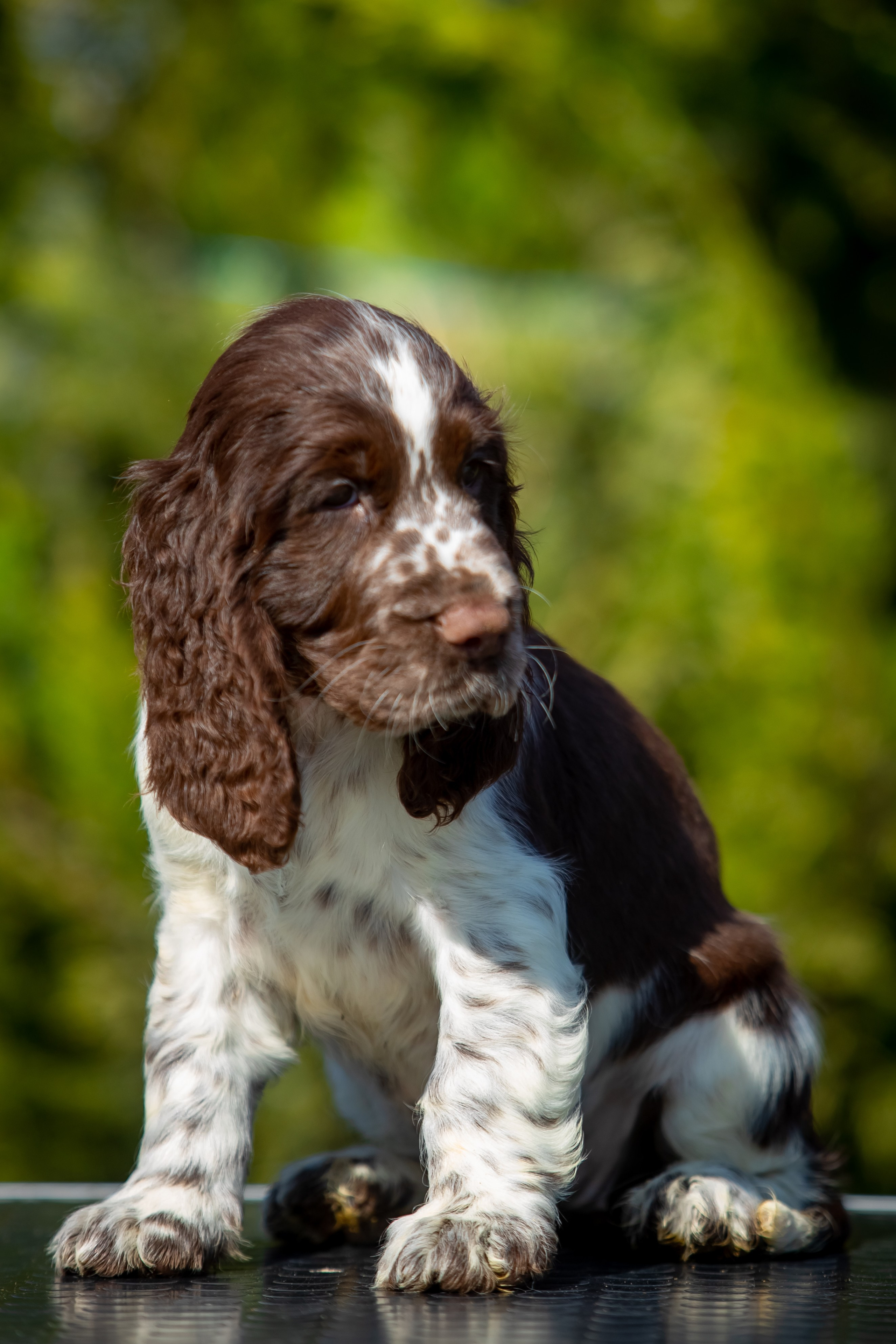 Female — Pink collar 💗. Website of the titled stud dog of the Springer Spaniel breed