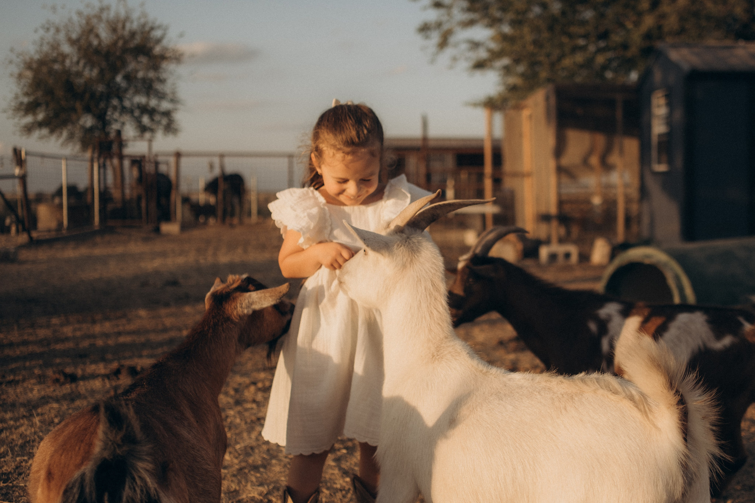 Farm Story. Lens Captures Life