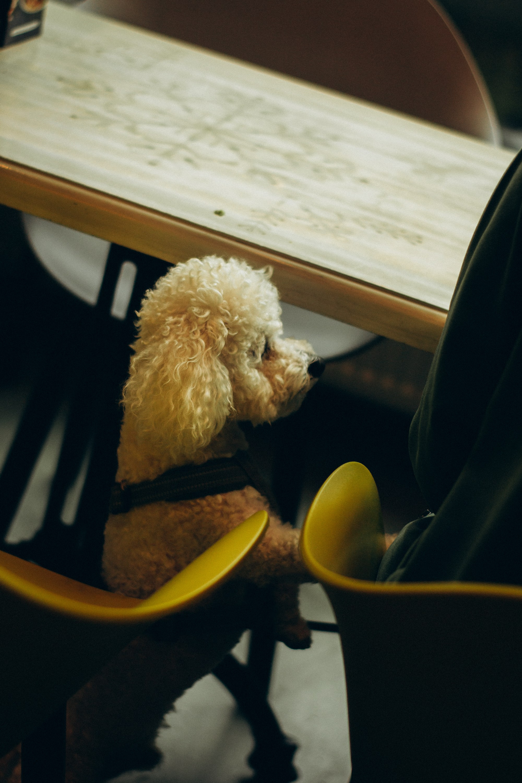 Dog Street Photography in Estonia. Kat Laisaar — Pet photographer in Tallinn