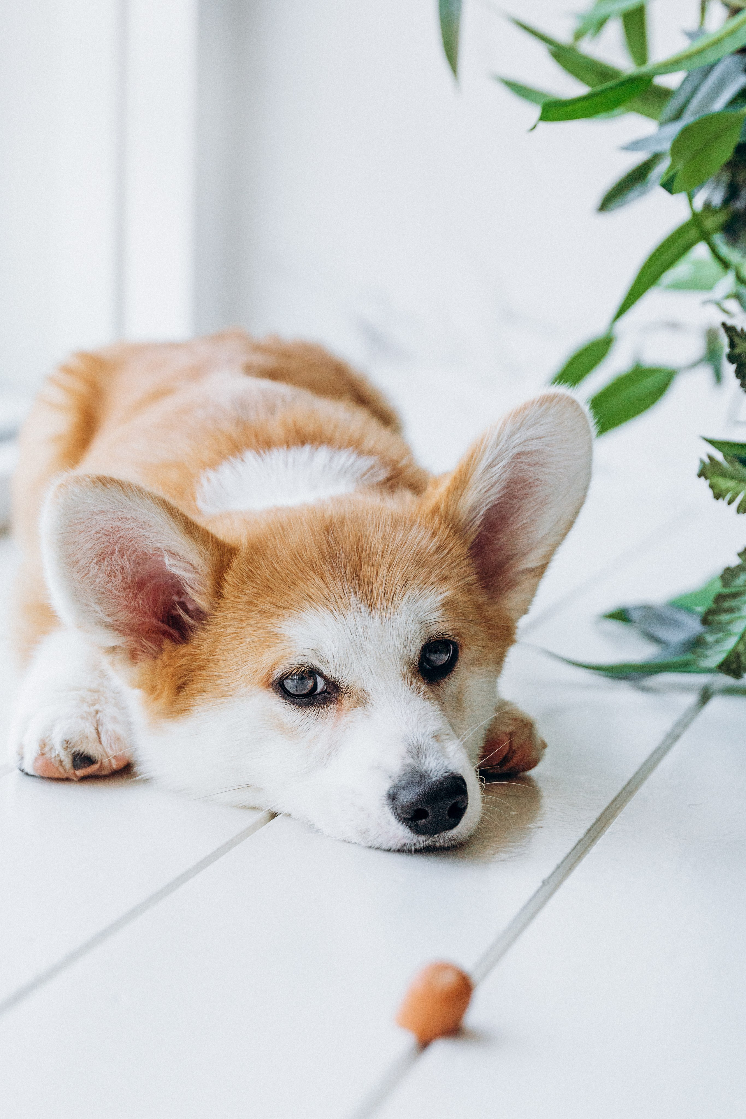 Mars & his Family. Kat Laisaar — Pet photographer in Tallinn