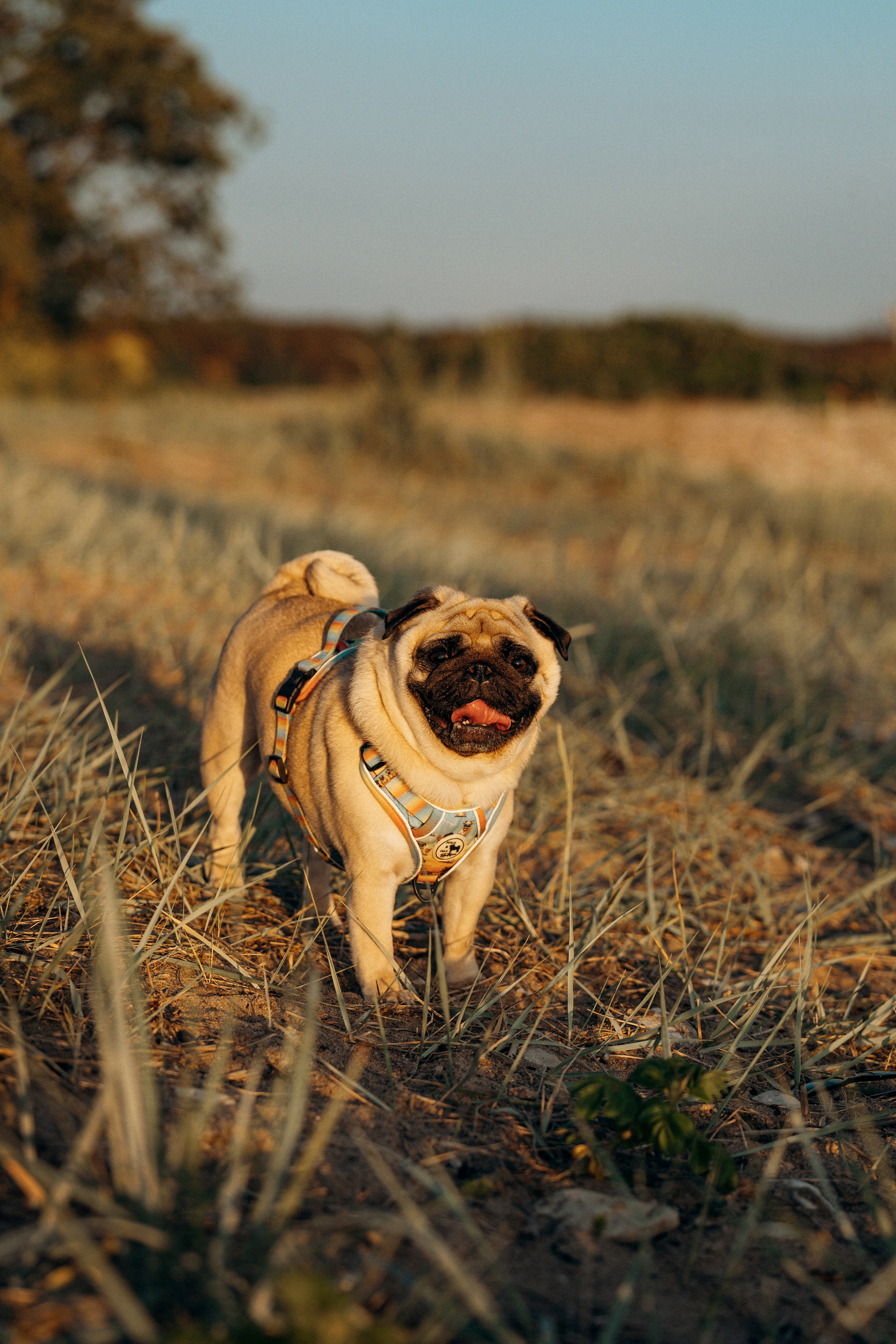 Frank, Tony, Katerina & Lev. Kat Laisaar — Pet photographer in Tallinn