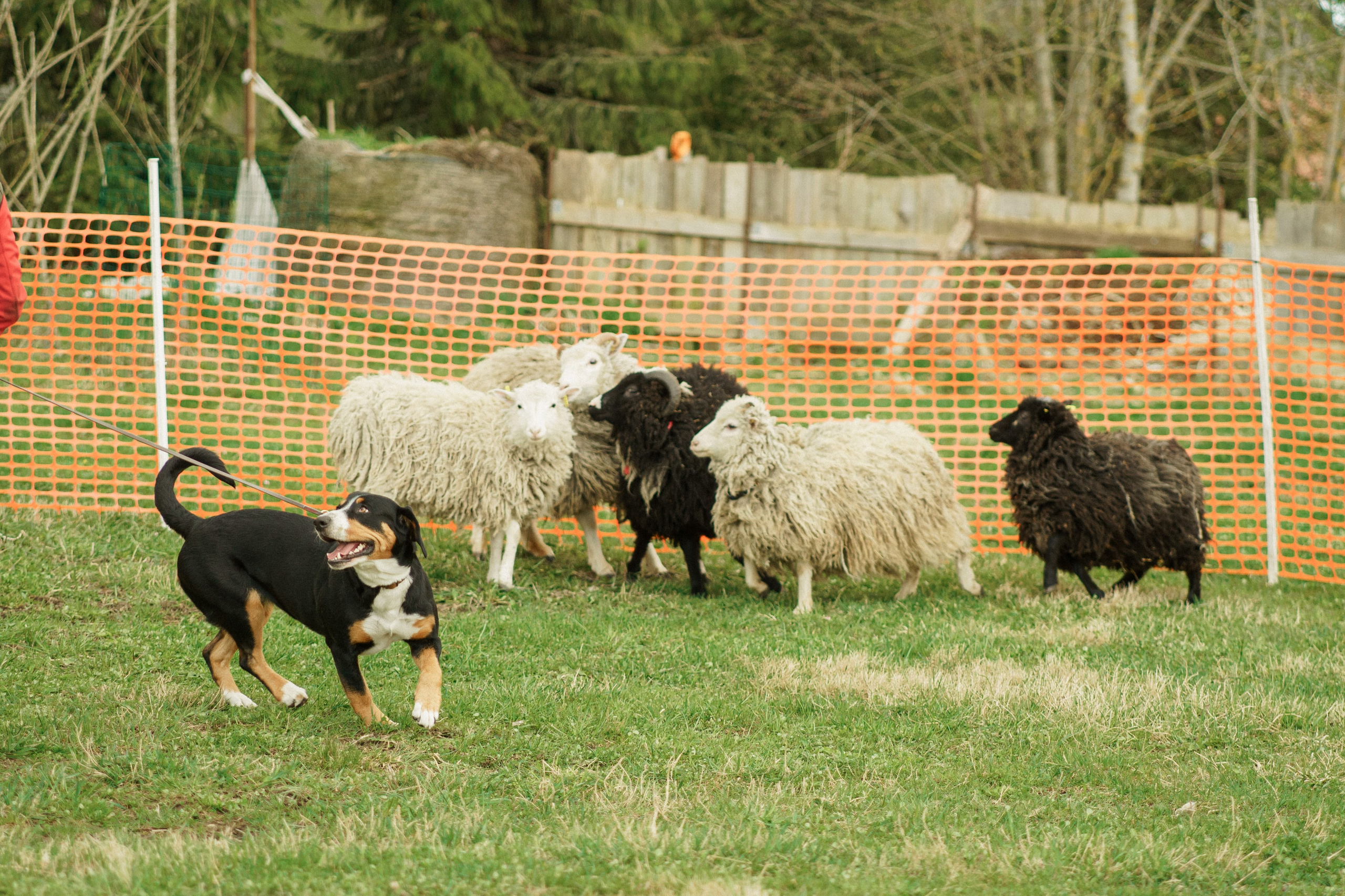 Herding Days, 26 apr. 2025. Kat Laisaar — Pet photographer in Tallinn