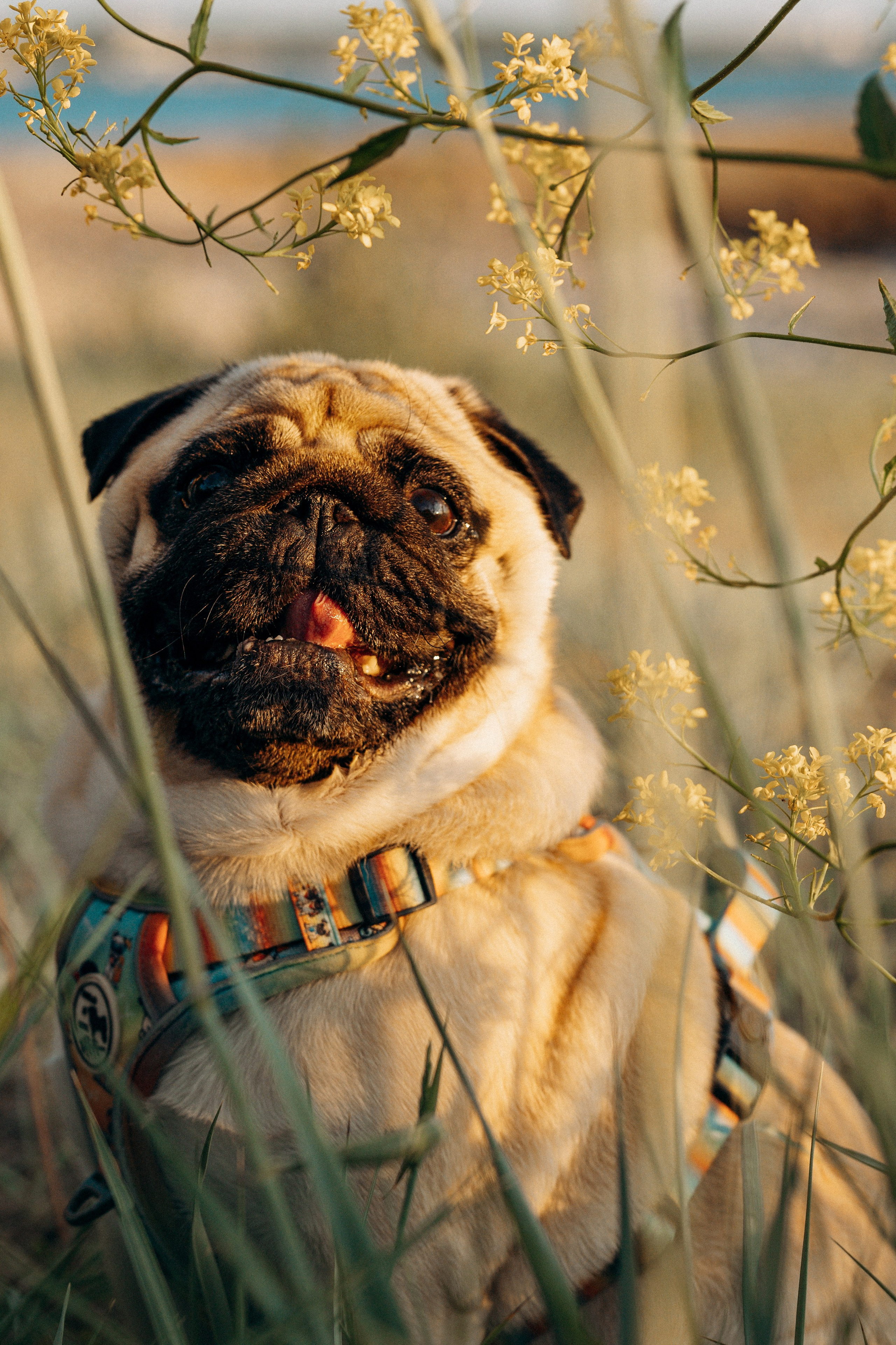 Frank, Tony, Katerina & Lev. Kat Laisaar — Pet photographer in Tallinn