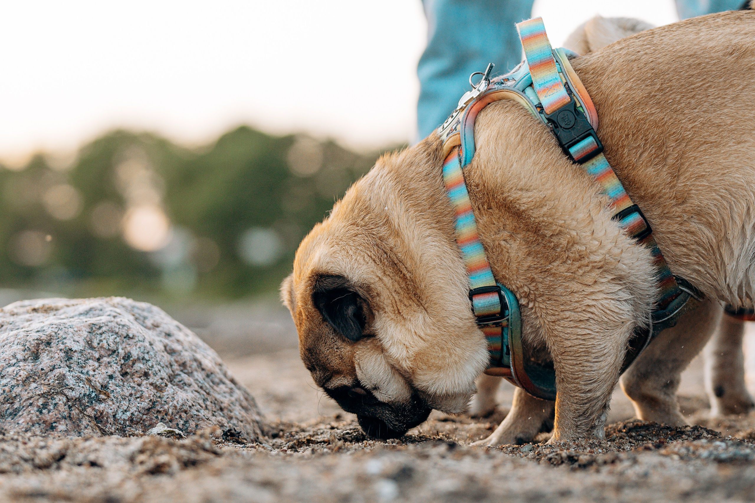 Frank, Tony, Katerina & Lev. Kat Laisaar — Pet photographer in Tallinn