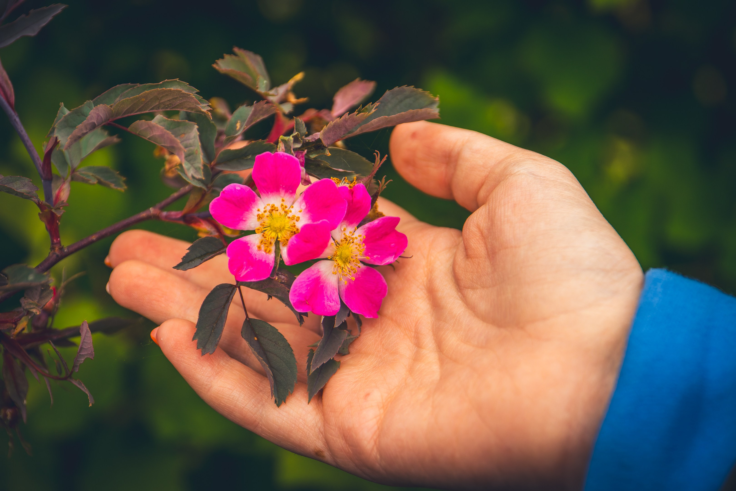 Saarema, reis. Nebula 25 — Fotod teie hingele