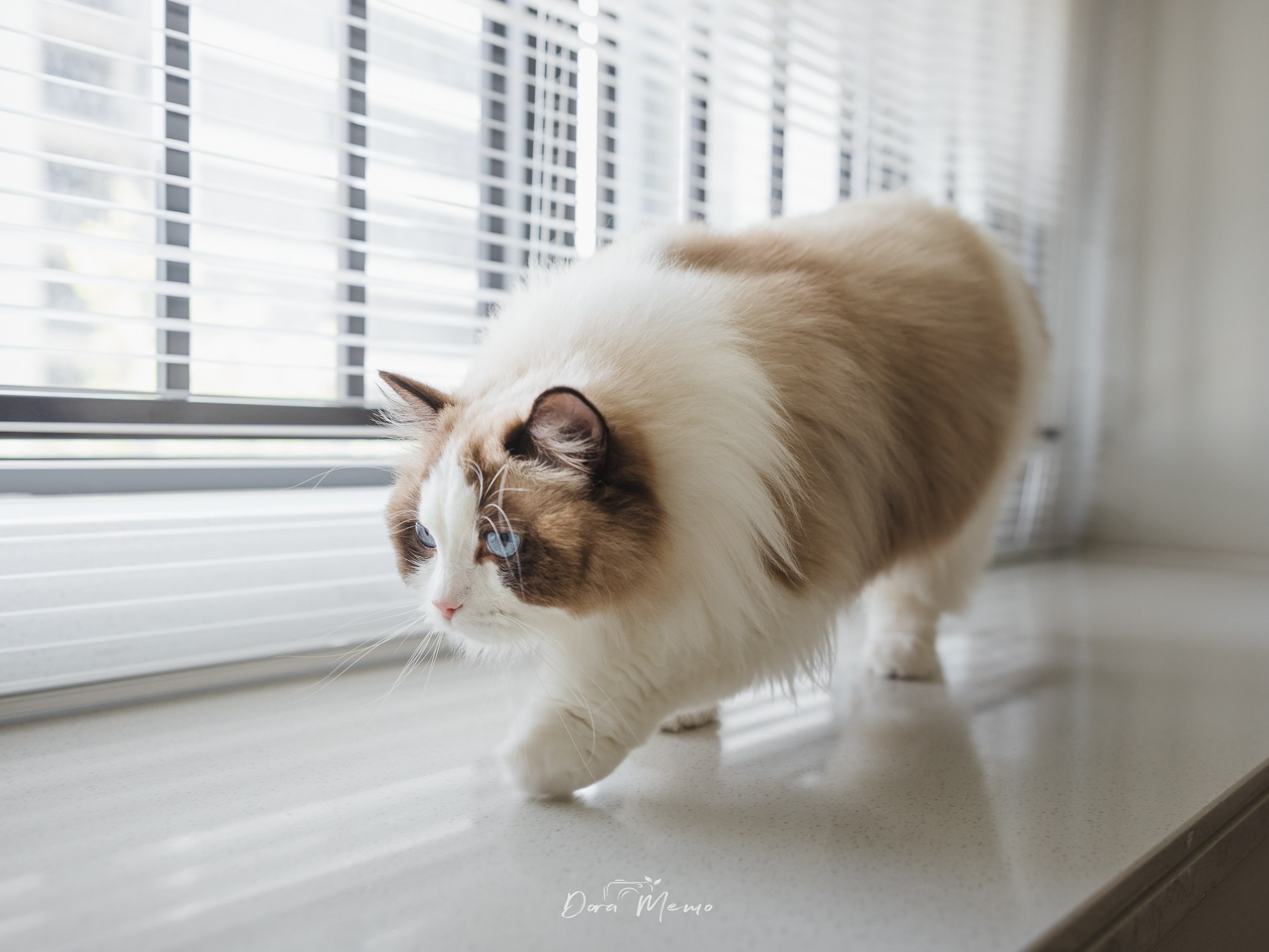 A ragdoll cat walks gracefully across a sunlit windowsill — a minimal, elegant moment captured during a Shanghai lifestyle pet session.