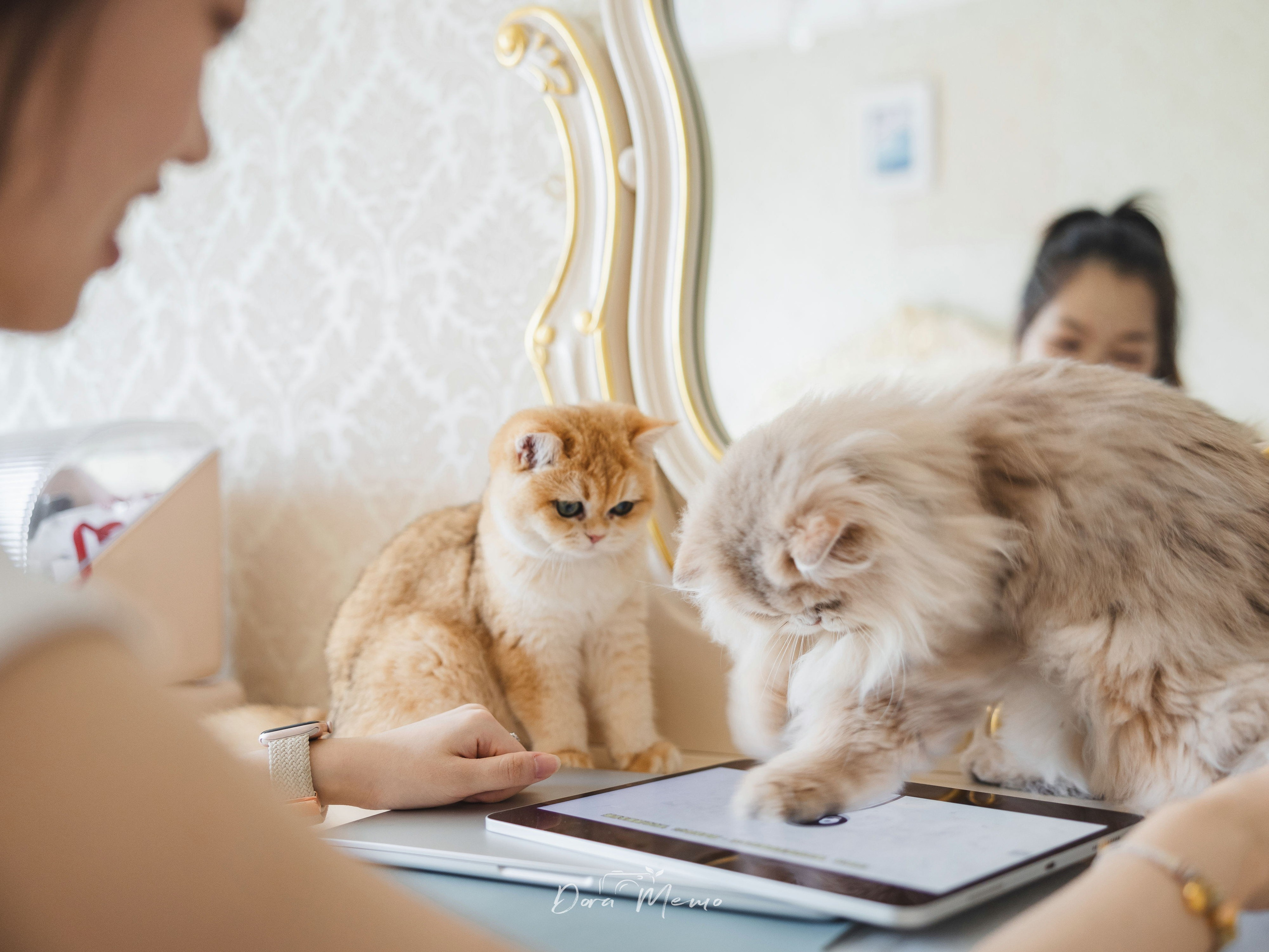 Shanghai Pet Family Photography | A Cat’s First Birthday at Home