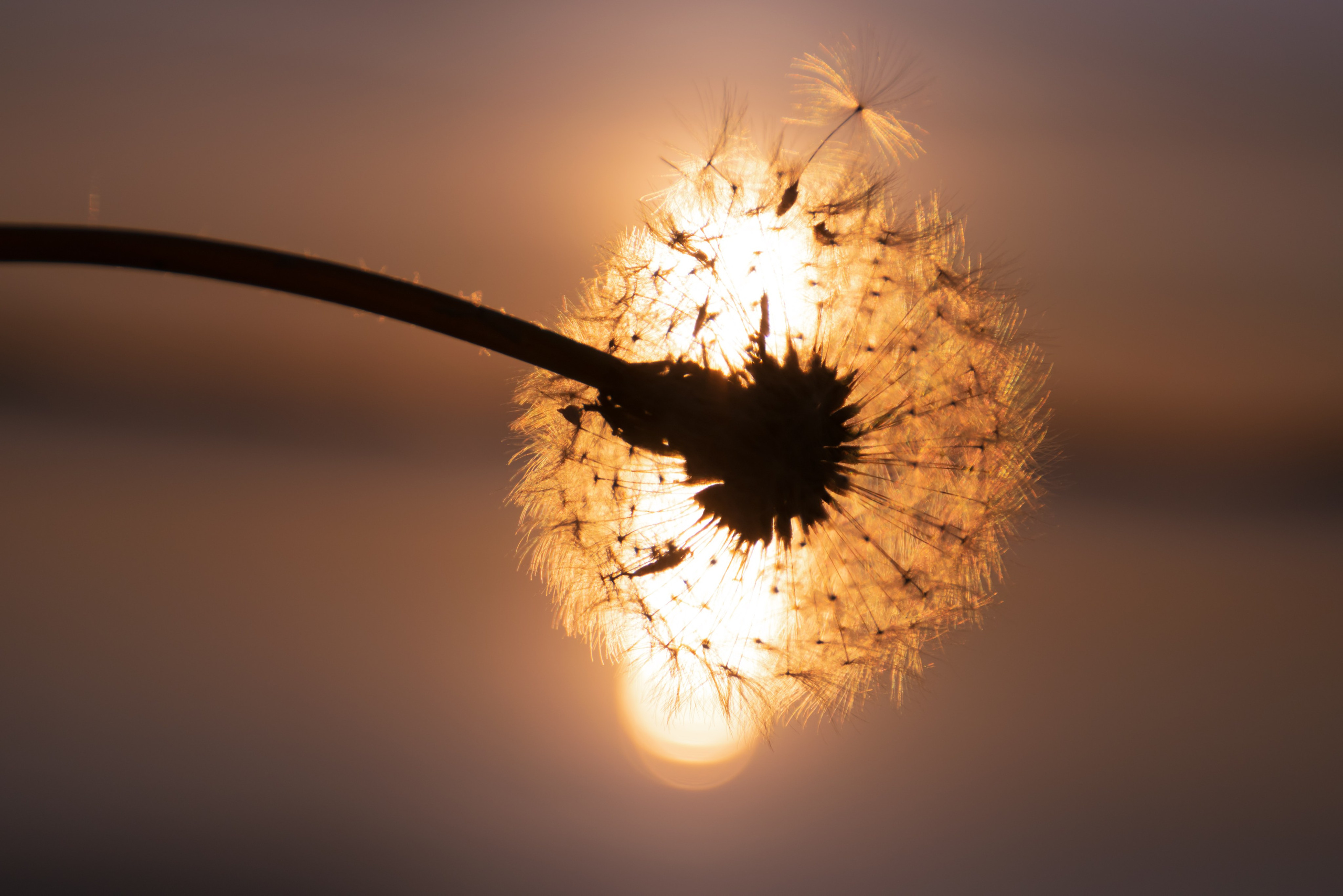 Portfolio. Photographer in Sotenäs municipality. Fotograf i Sotenäs kommun