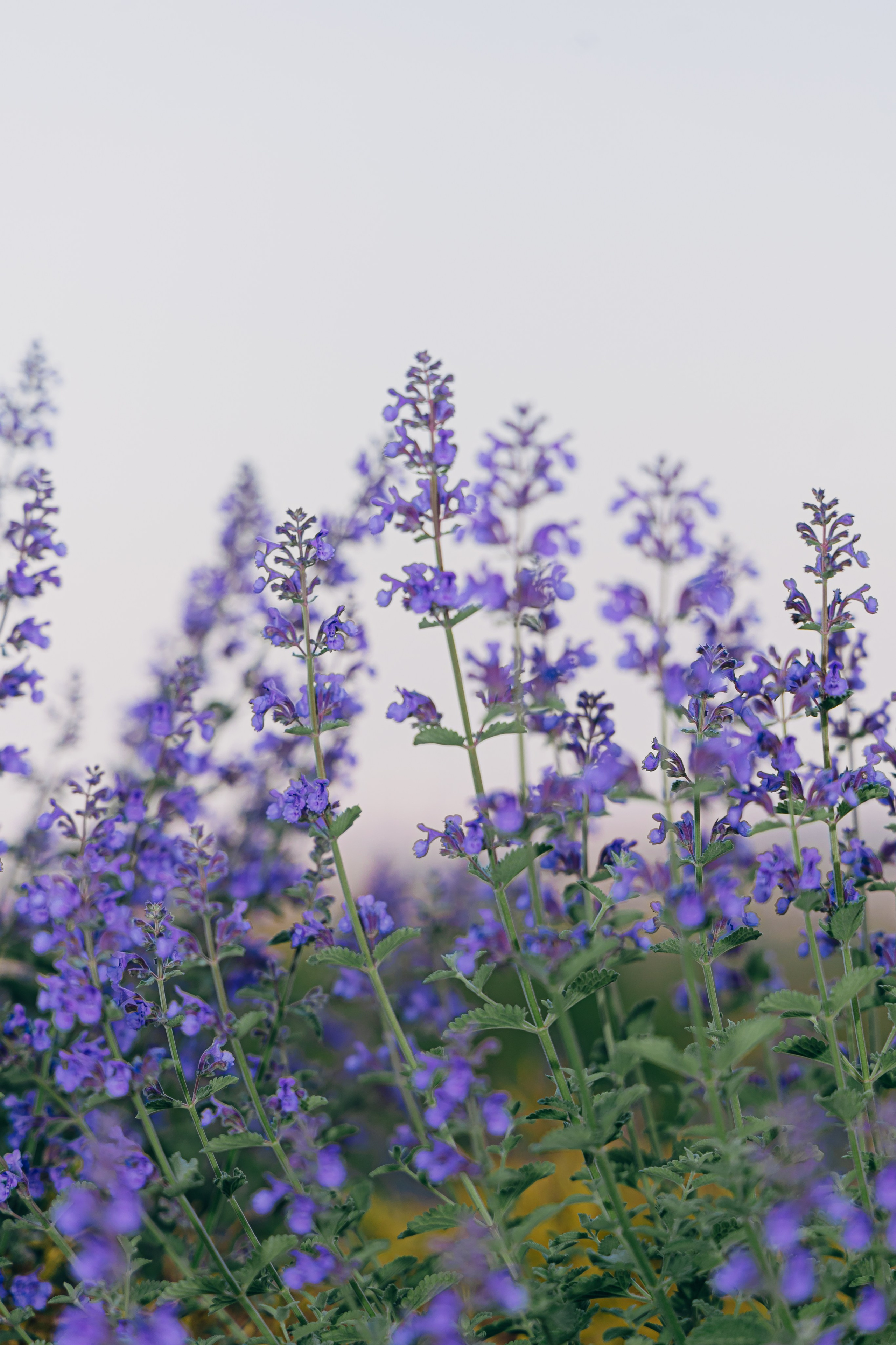 Nakia & Christal. Wedding Photo & Video