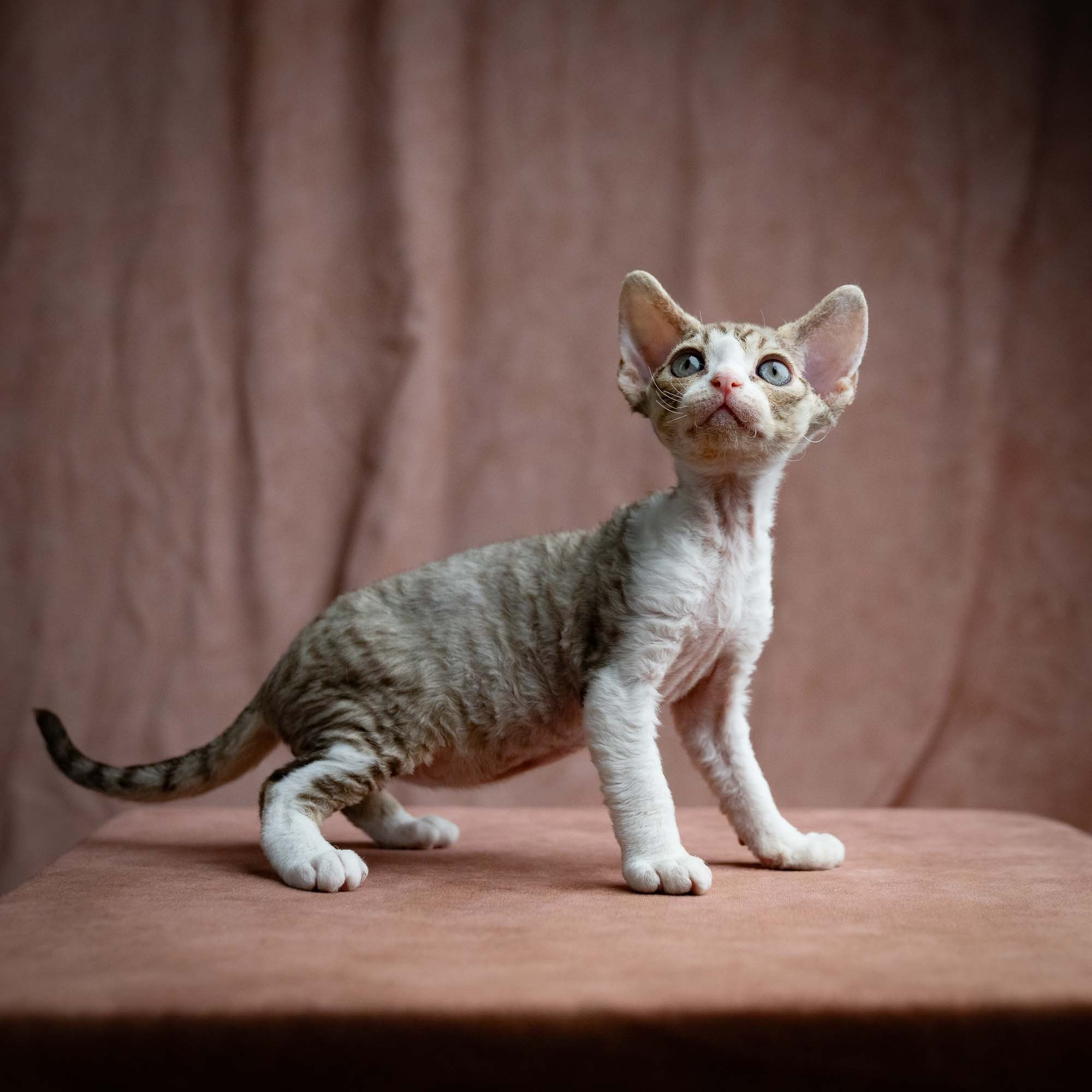 Sebastian, boy, born 05.15.26. Devon Rex Pixie Cattery