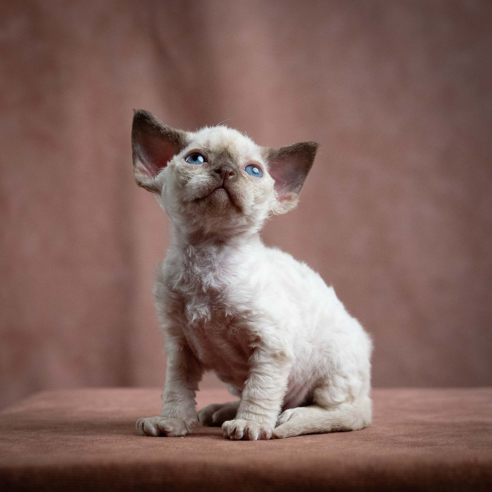 Mila, girl, born 01.15.26. Devon Rex Pixie Cattery