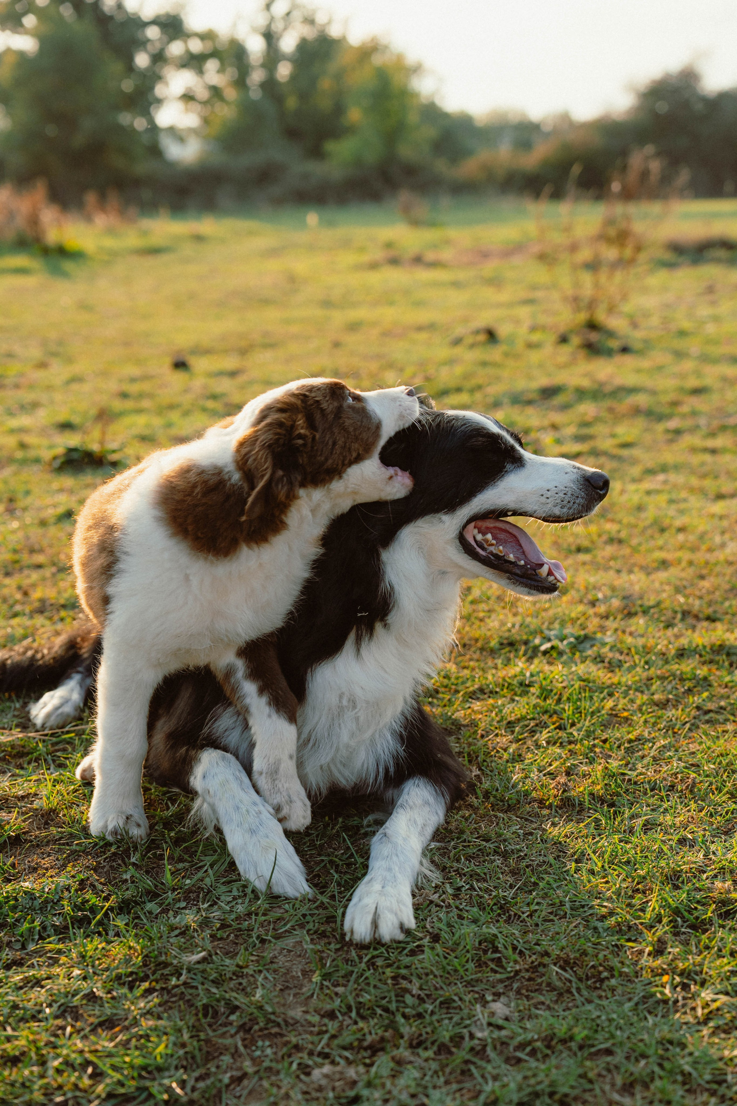 Victoria & Mehdi. Weeding photographer / event / portrait