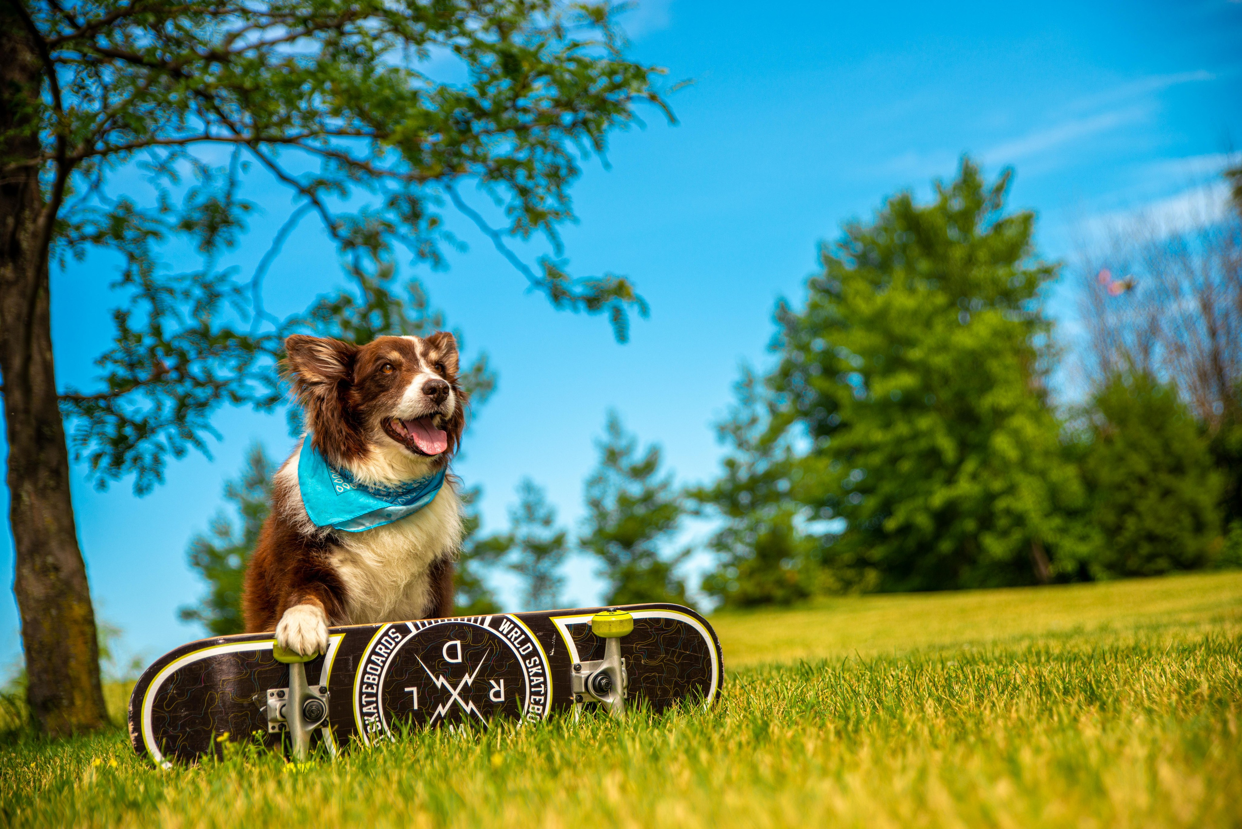 Baloo (Montreal QC). Carlos Lima Photography — Photographer in Calgary