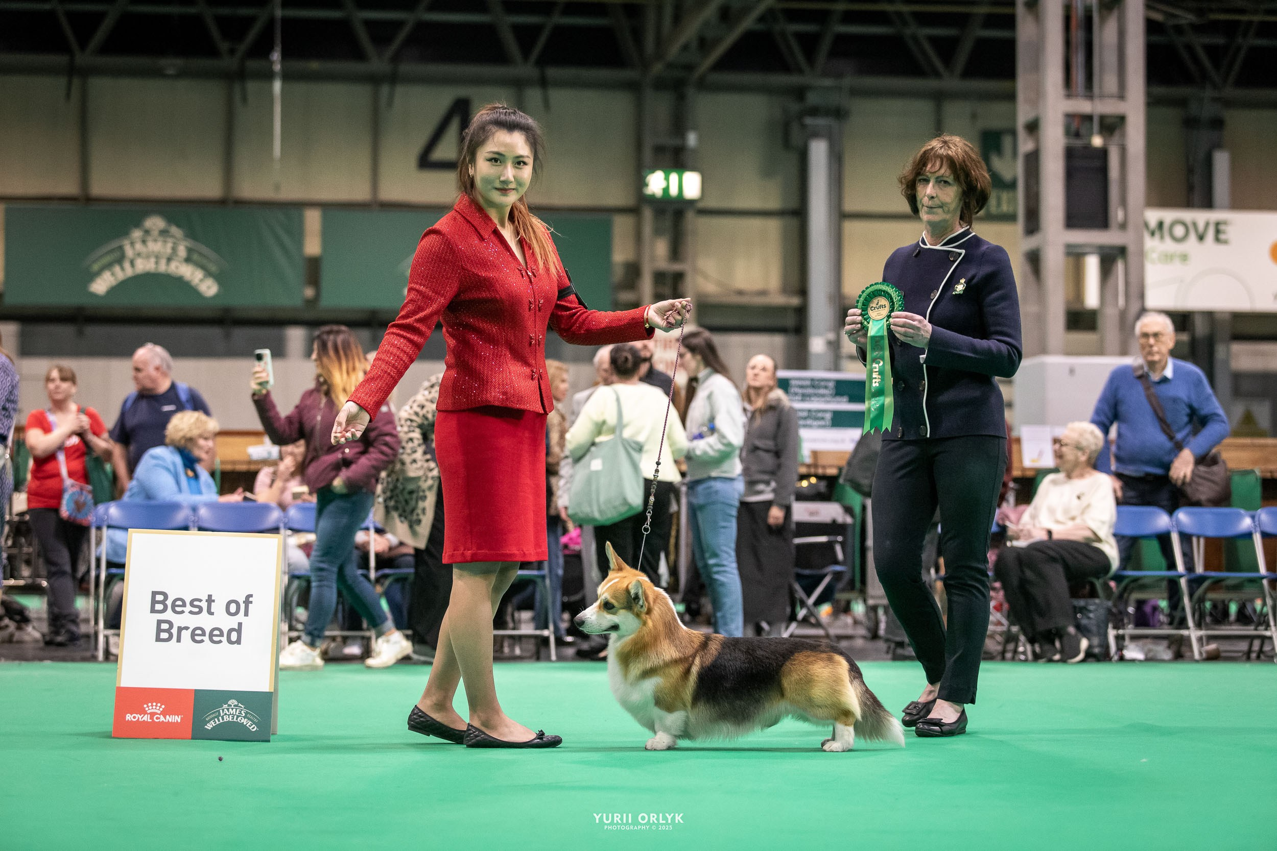 Dog Shows. Yurii Orlyk Photography