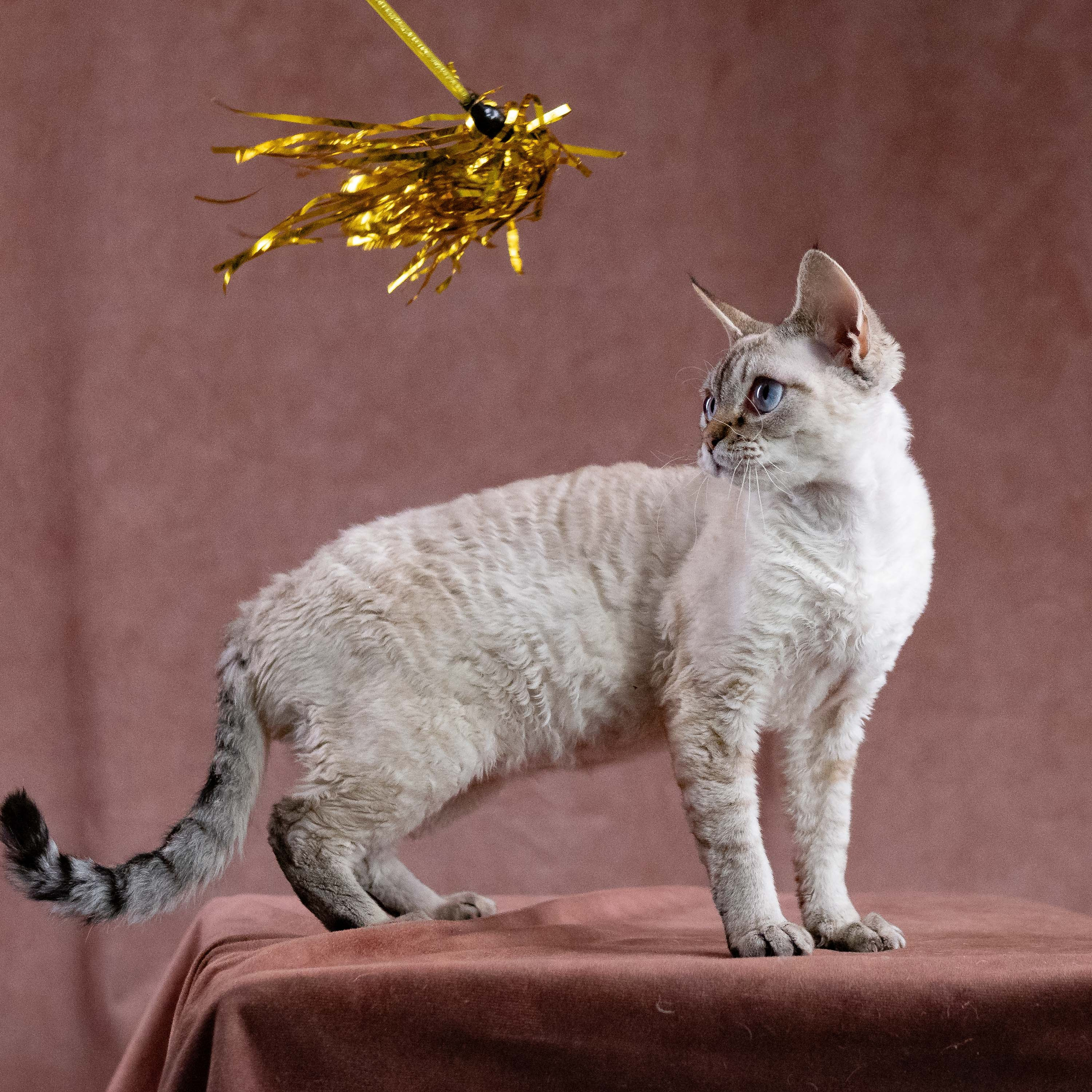 CH Txelfkatz Lolly. Devon Rex Pixie Cattery