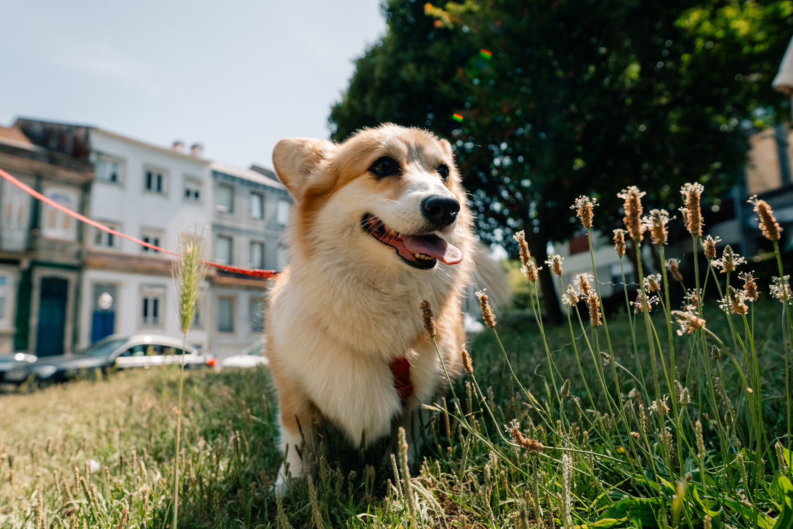 Yana & Pedro & Doggos. Maria Sher. Professional photographer from Porto, Portugal