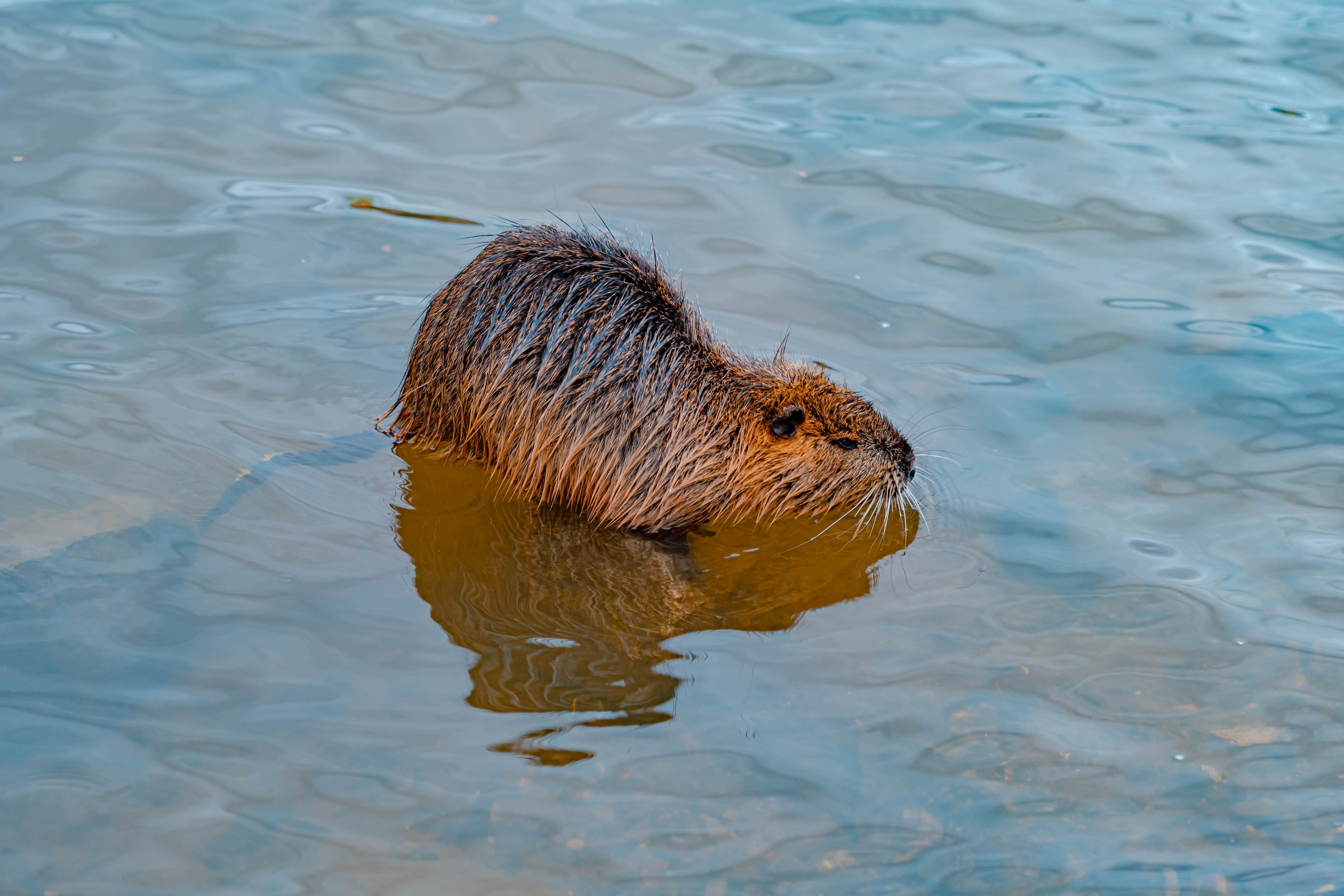 Praga, Febrero 2024. Alba del Norte Studio