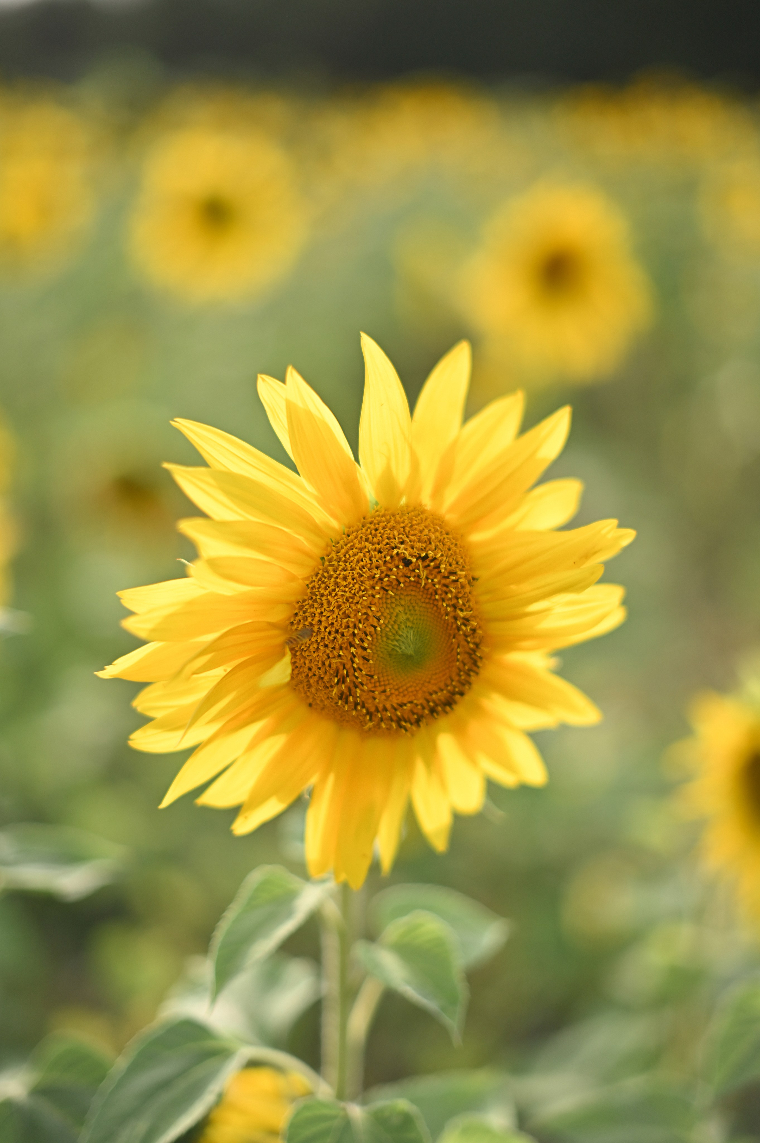 Подсолнухи. Детский и семейный фотограф в финляндии дина пулкка. контент фотограф