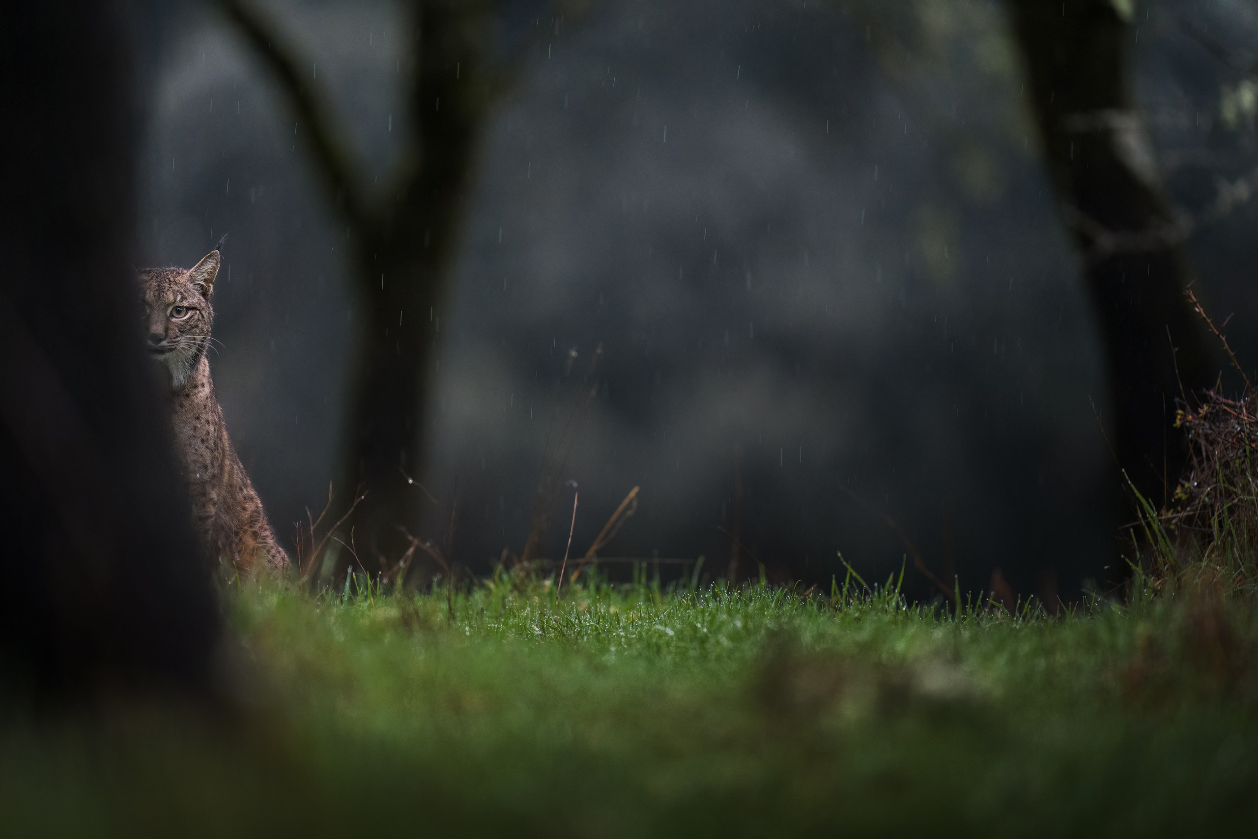 GALLERY. Fine art wildlife photographer Alexandra Surkova