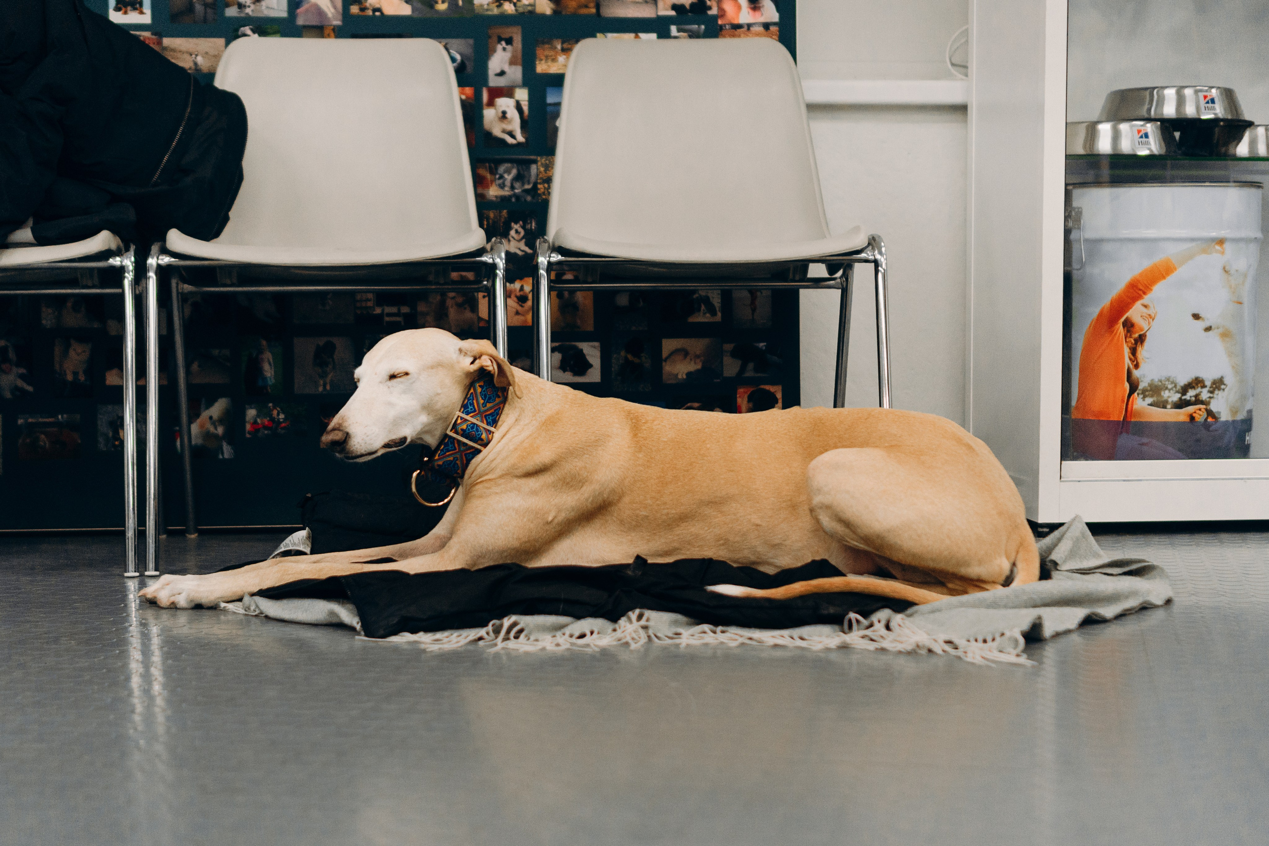 GalgoTreff / PetCity Rannamõisa, 13 apr. 2025. Kat Laisaar — Pet photographer in Tallinn