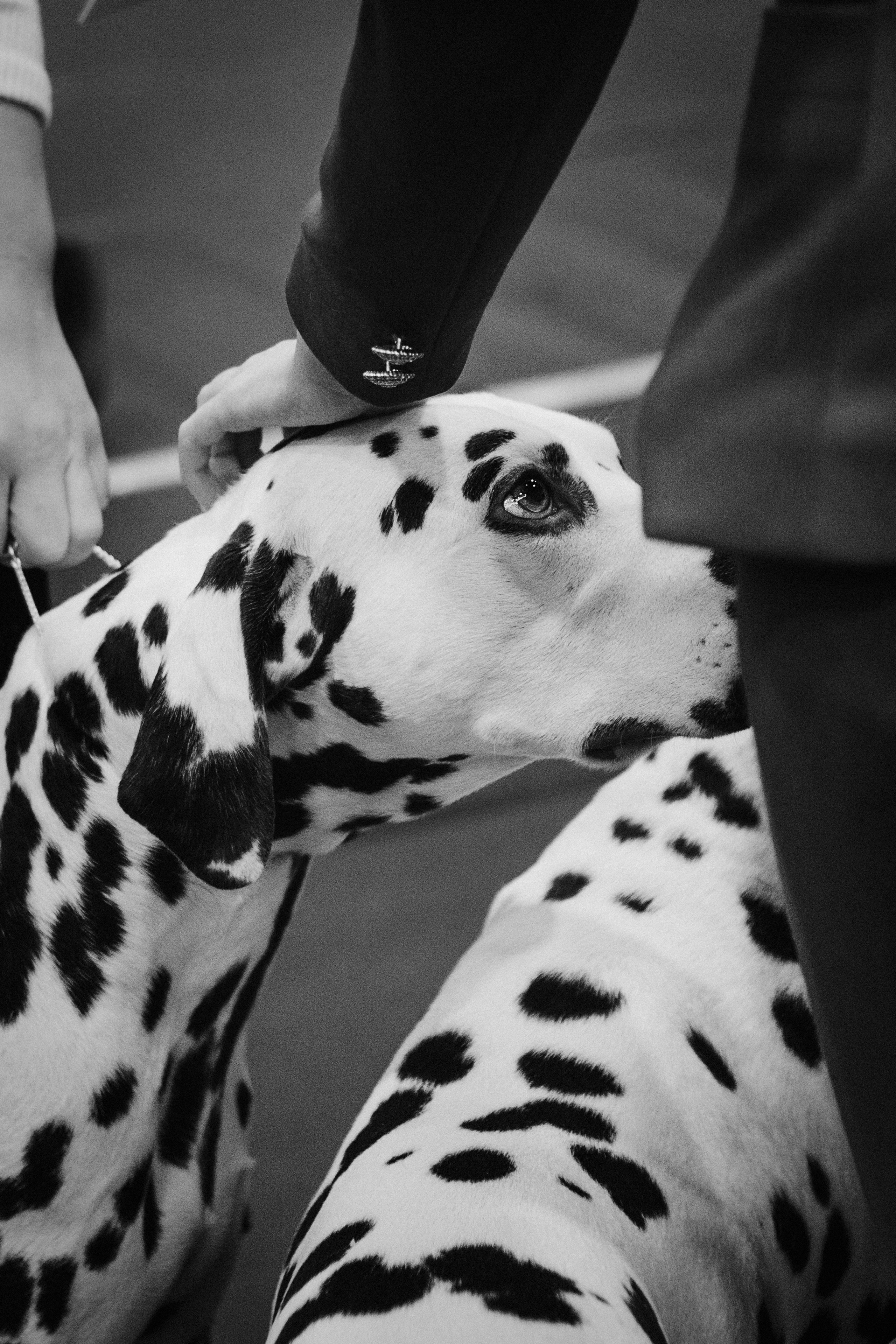 Pärnu dog weekend photo report. Kat Laisaar — Pet photographer in Tallinn