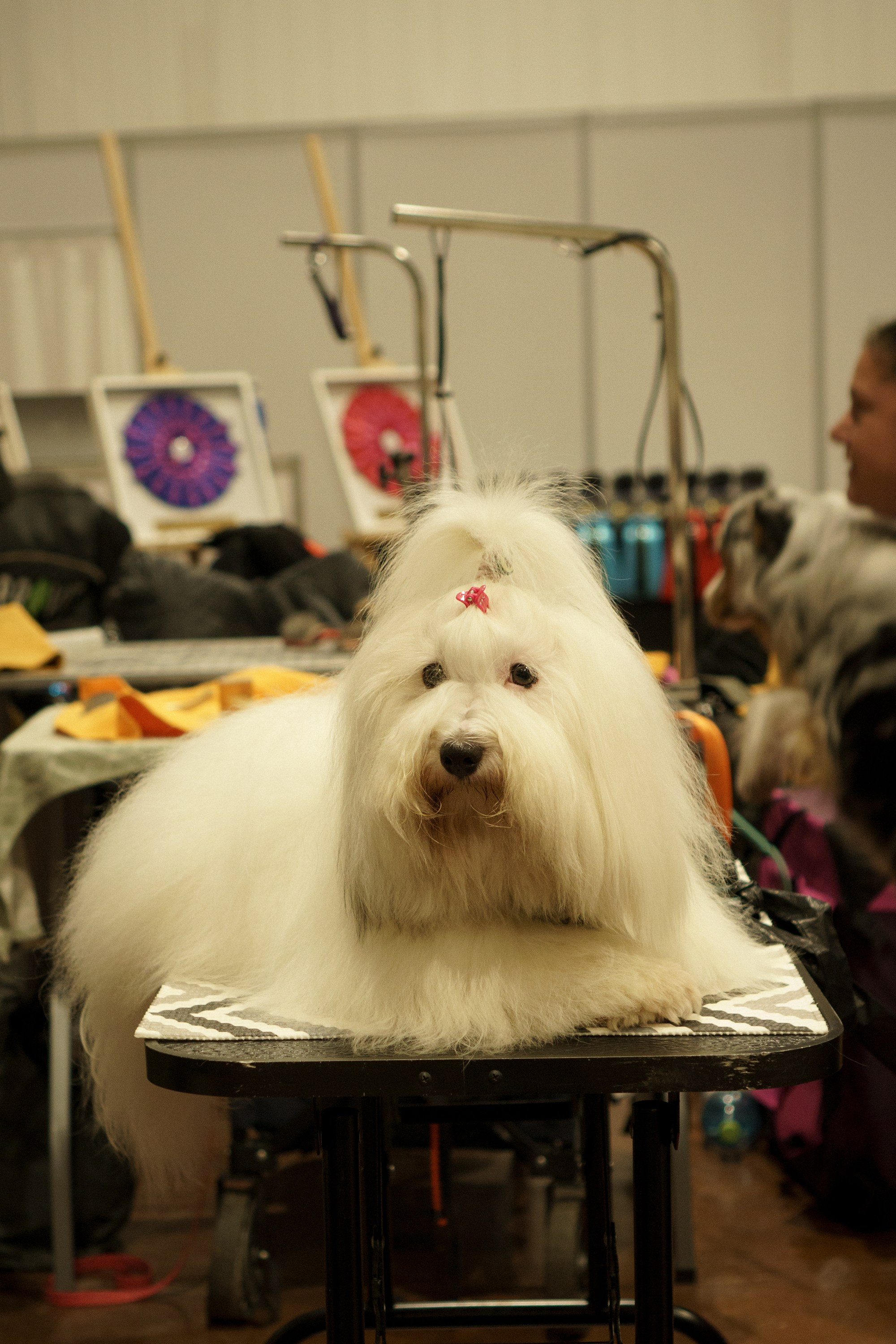Tartu International Dog Show. Kat Laisaar — Pet photographer in Tallinn