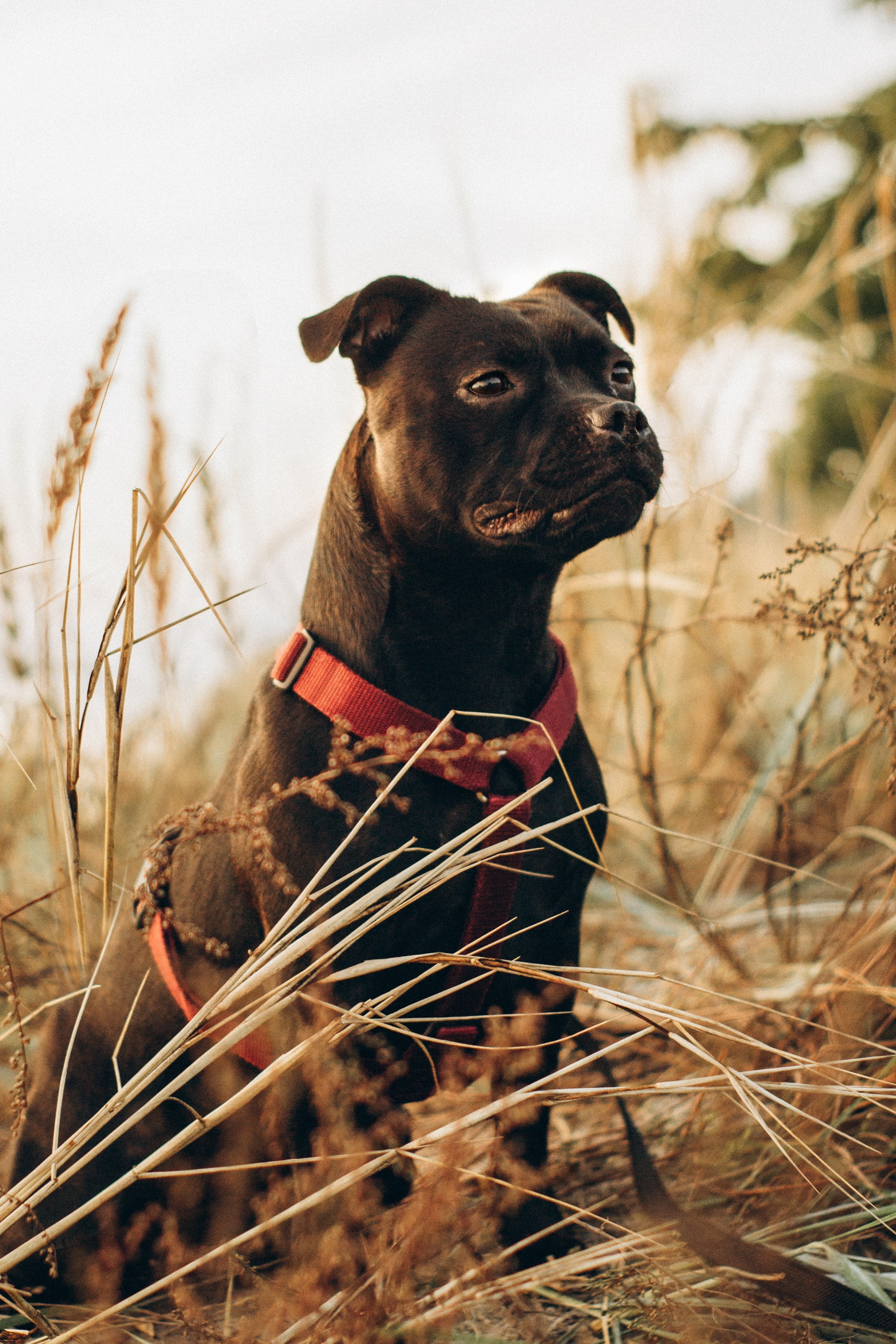 Severa and Barracuda, Staffordshire Bull Terriers. Kat Laisaar — Pet photographer in Tallinn
