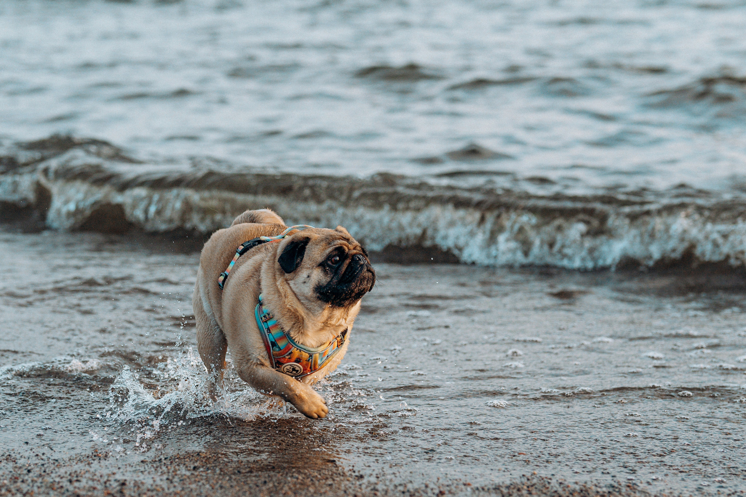 Frank, Tony, Katerina & Lev. Kat Laisaar — Pet photographer in Tallinn