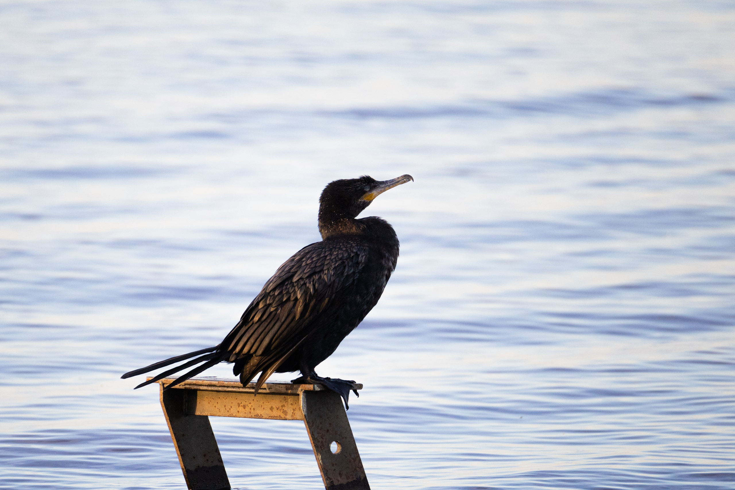 WildLife. Фотограф в Буэнос-Айресе