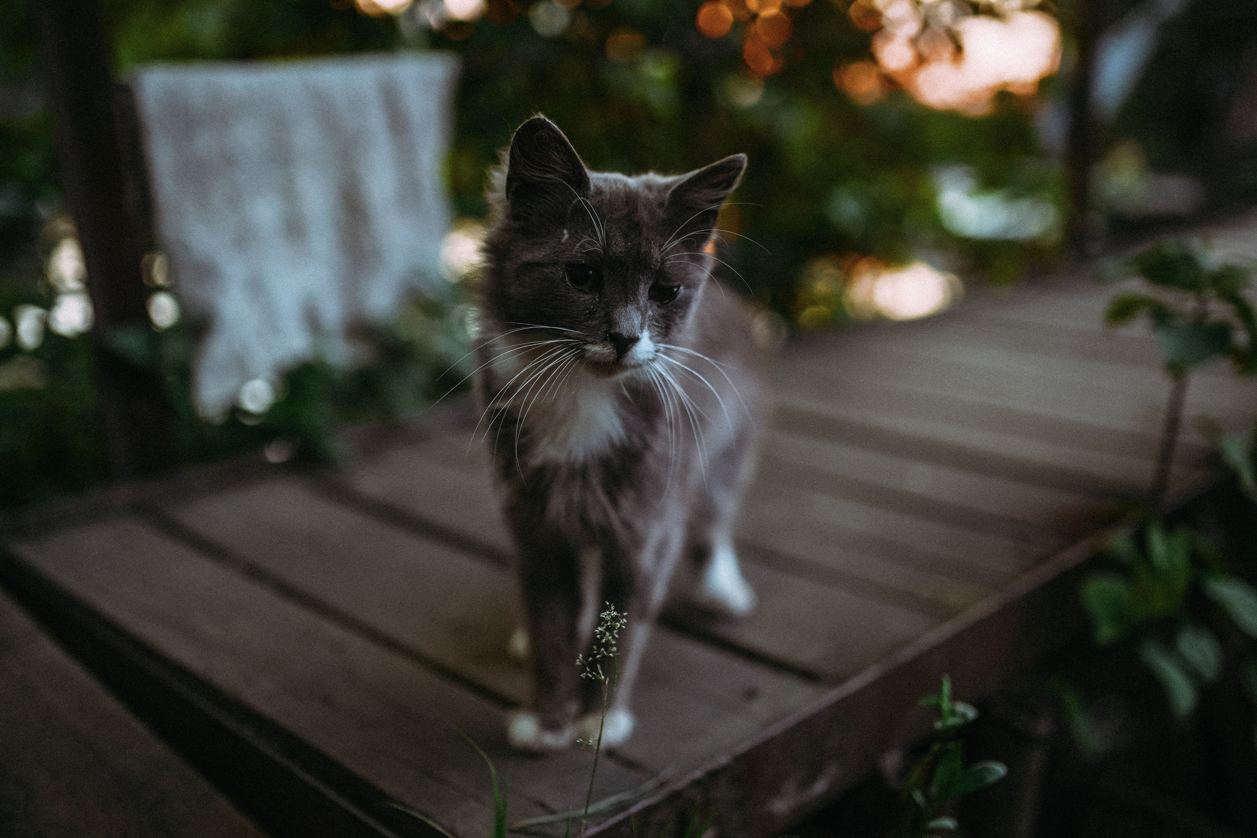 Кот шпедингера. Стрит-фотография, полная абсурда, идиотизма и красоты