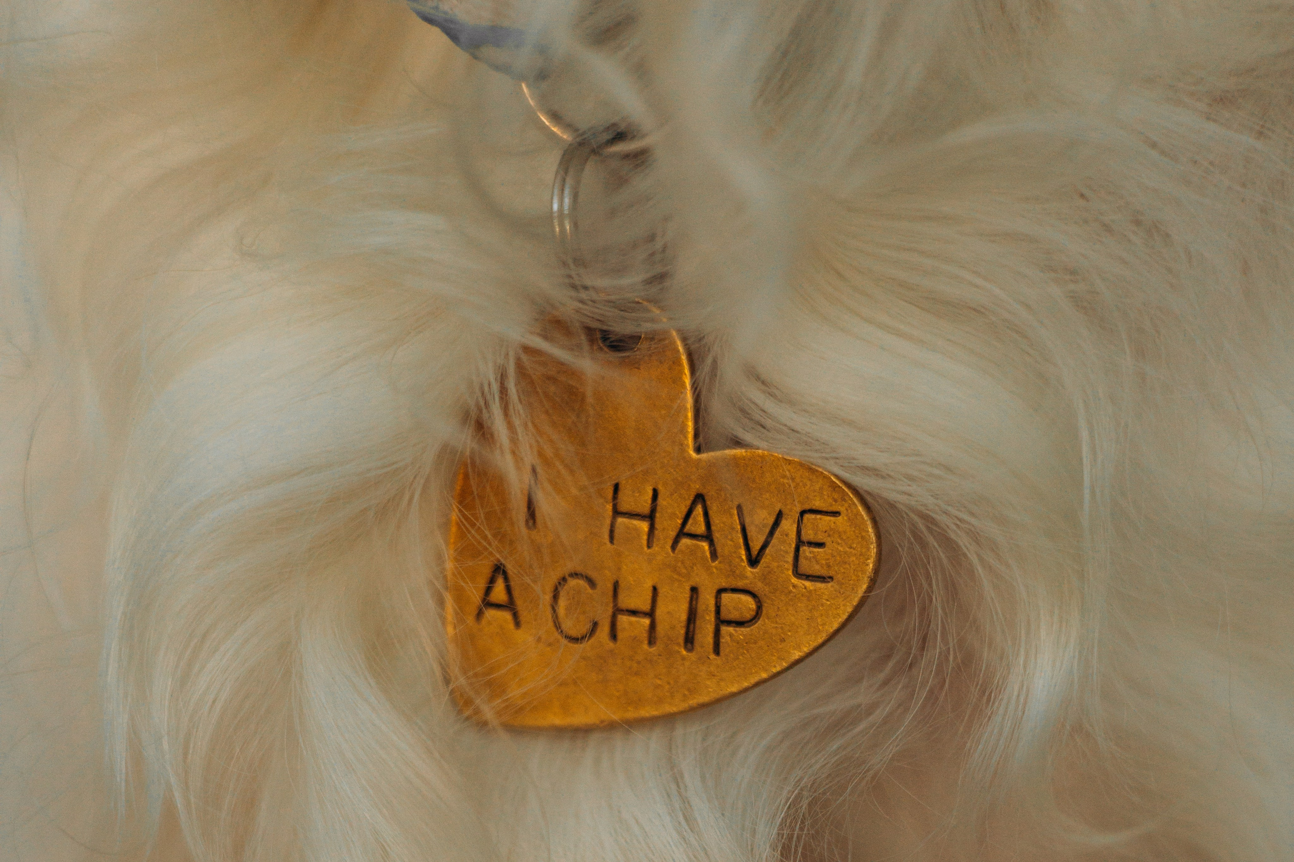 Софья и Арья. Фотограф-анималист | Белград