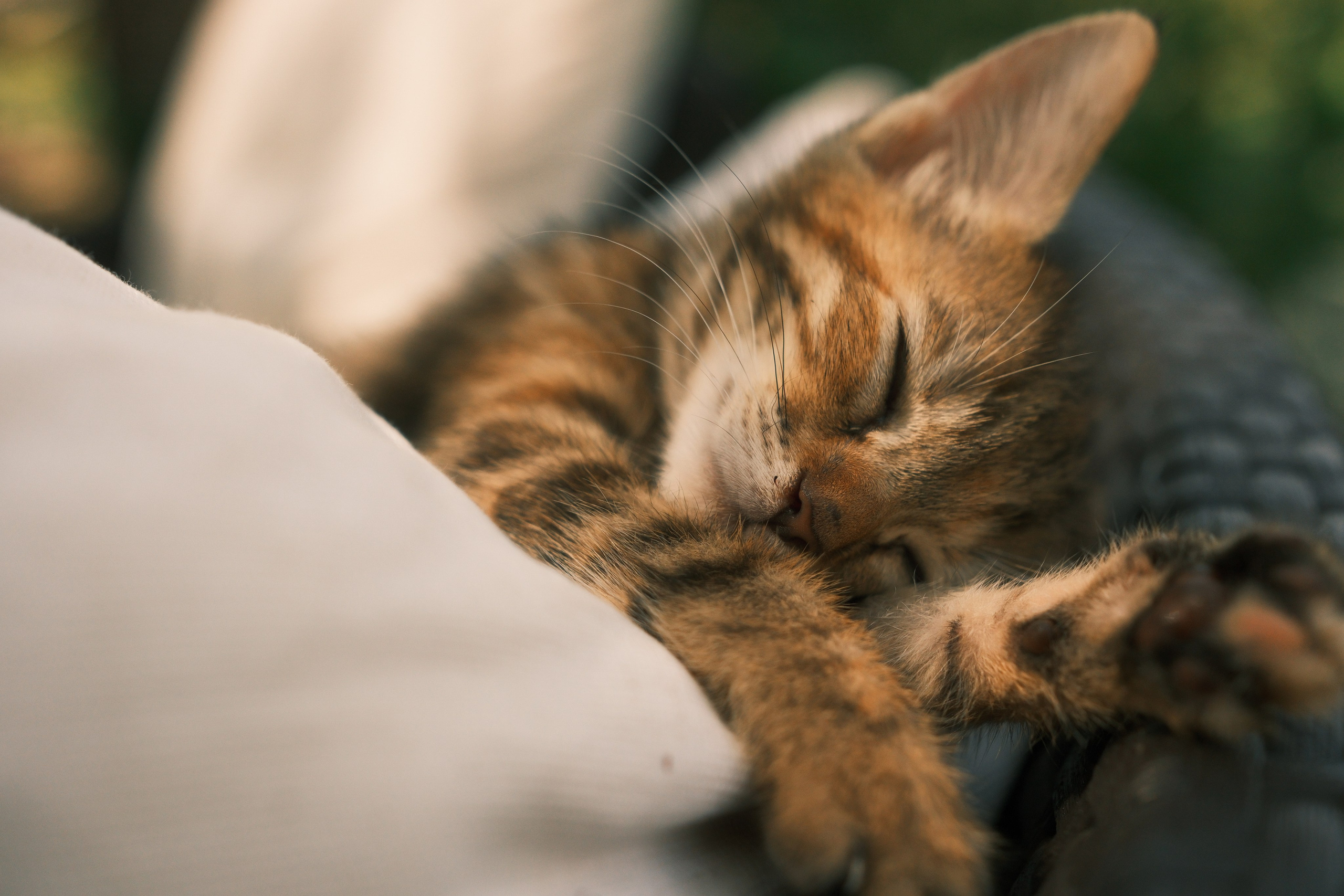 Спящий котенок
