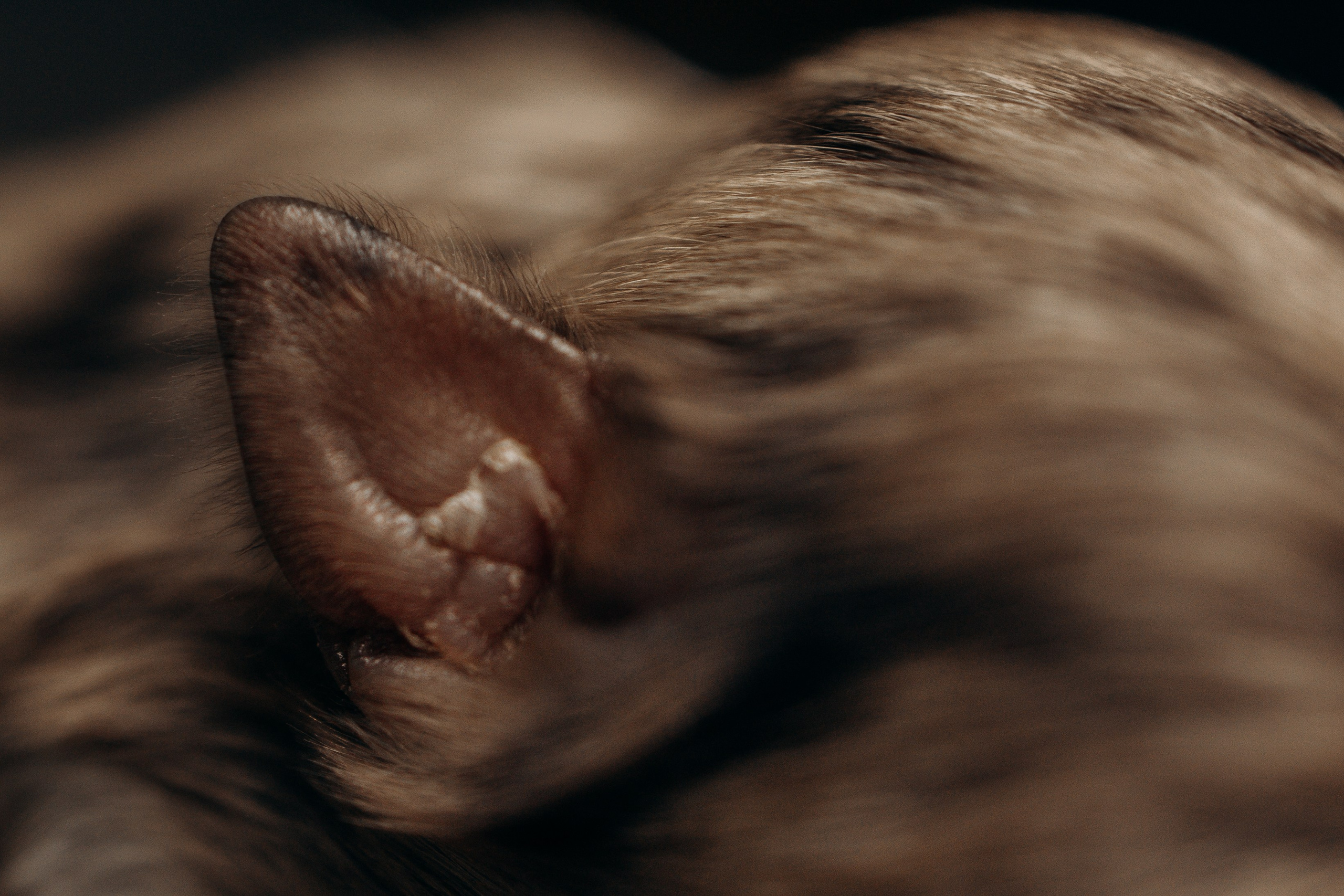 Tiny Aussies. Pet Photographer Viktoriya Aleshenko