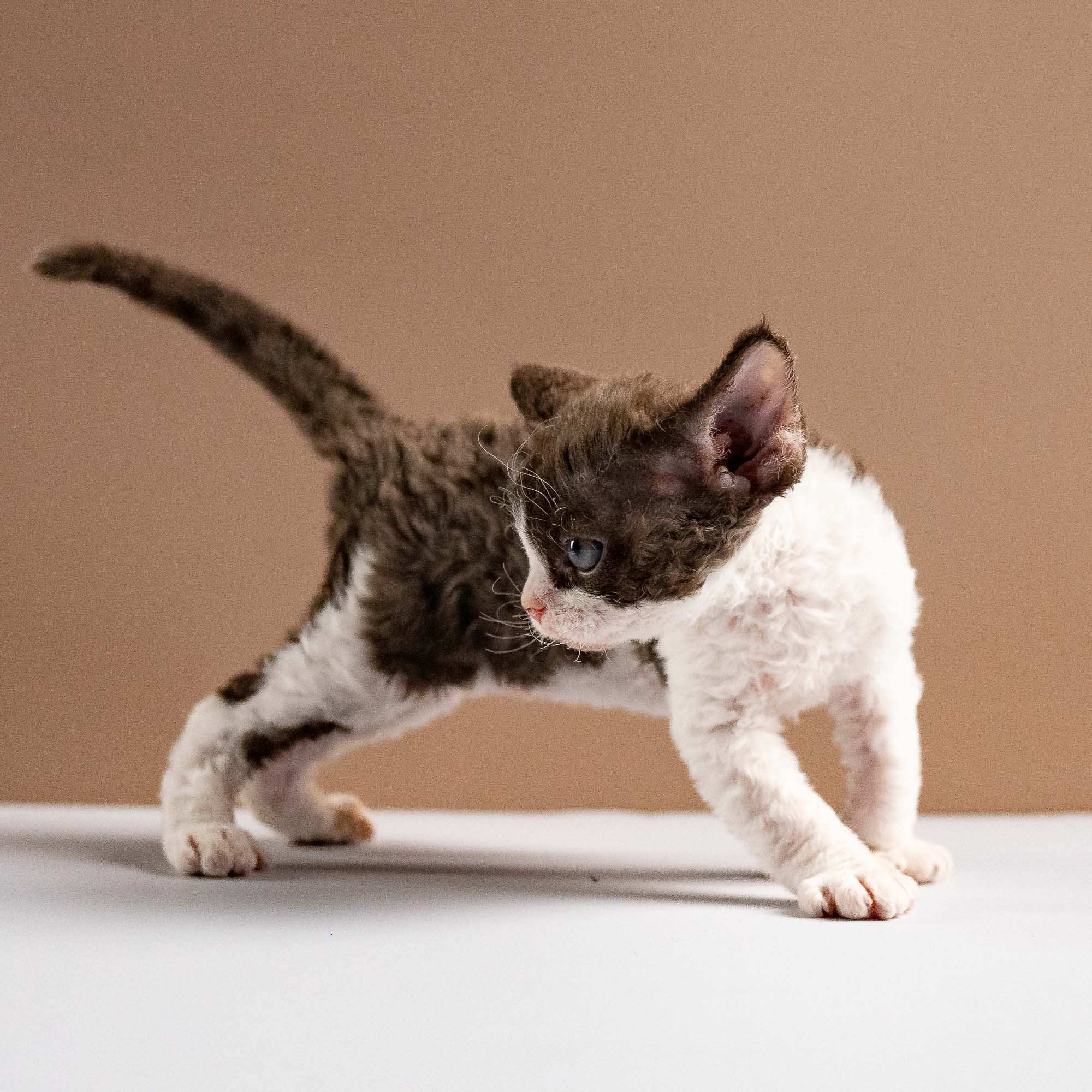 Pascal, boy, born 02.11.26. Devon Rex Pixie Cattery