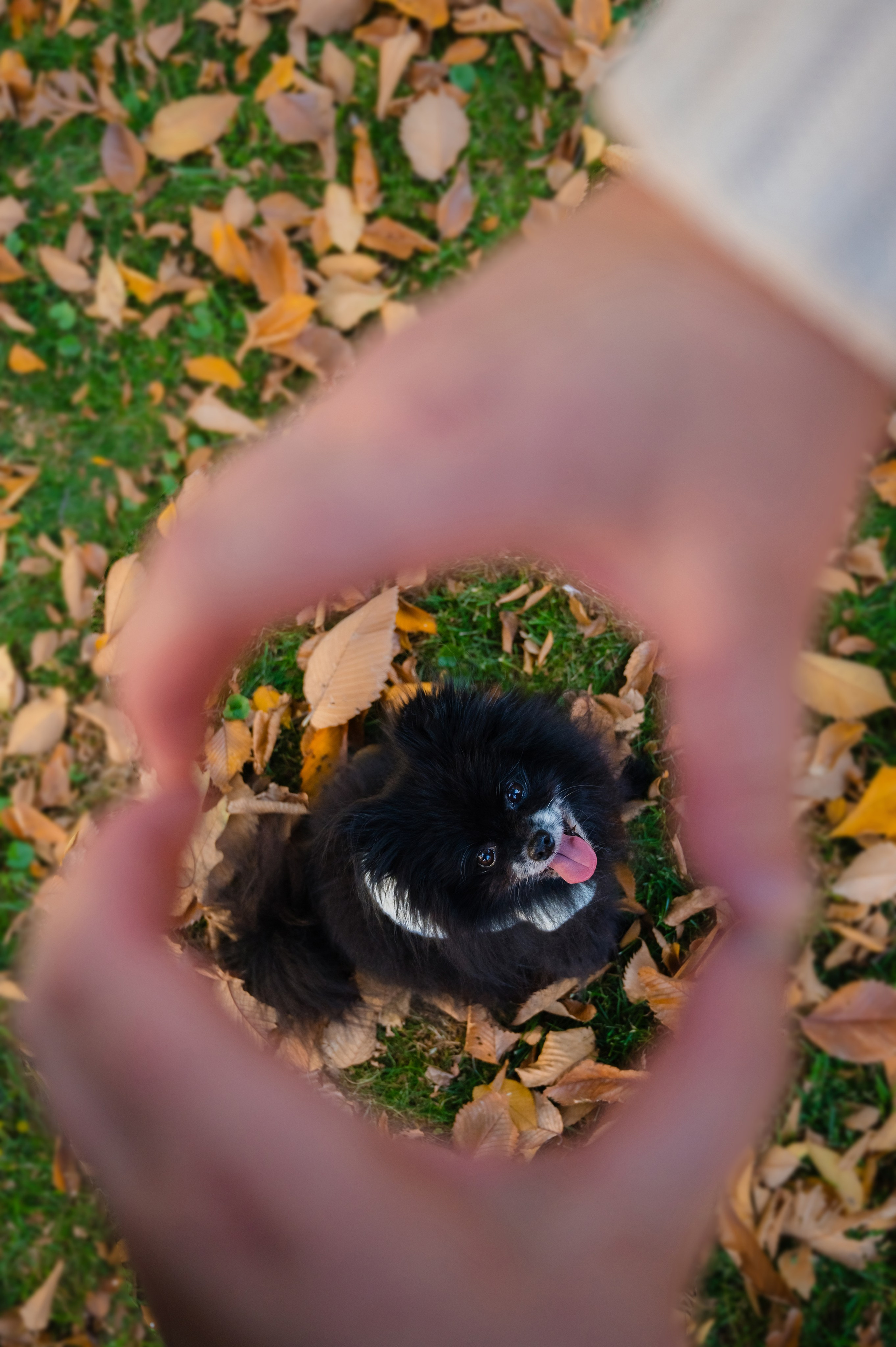 Individual photo shoot. Alena Galieva New York Photographer