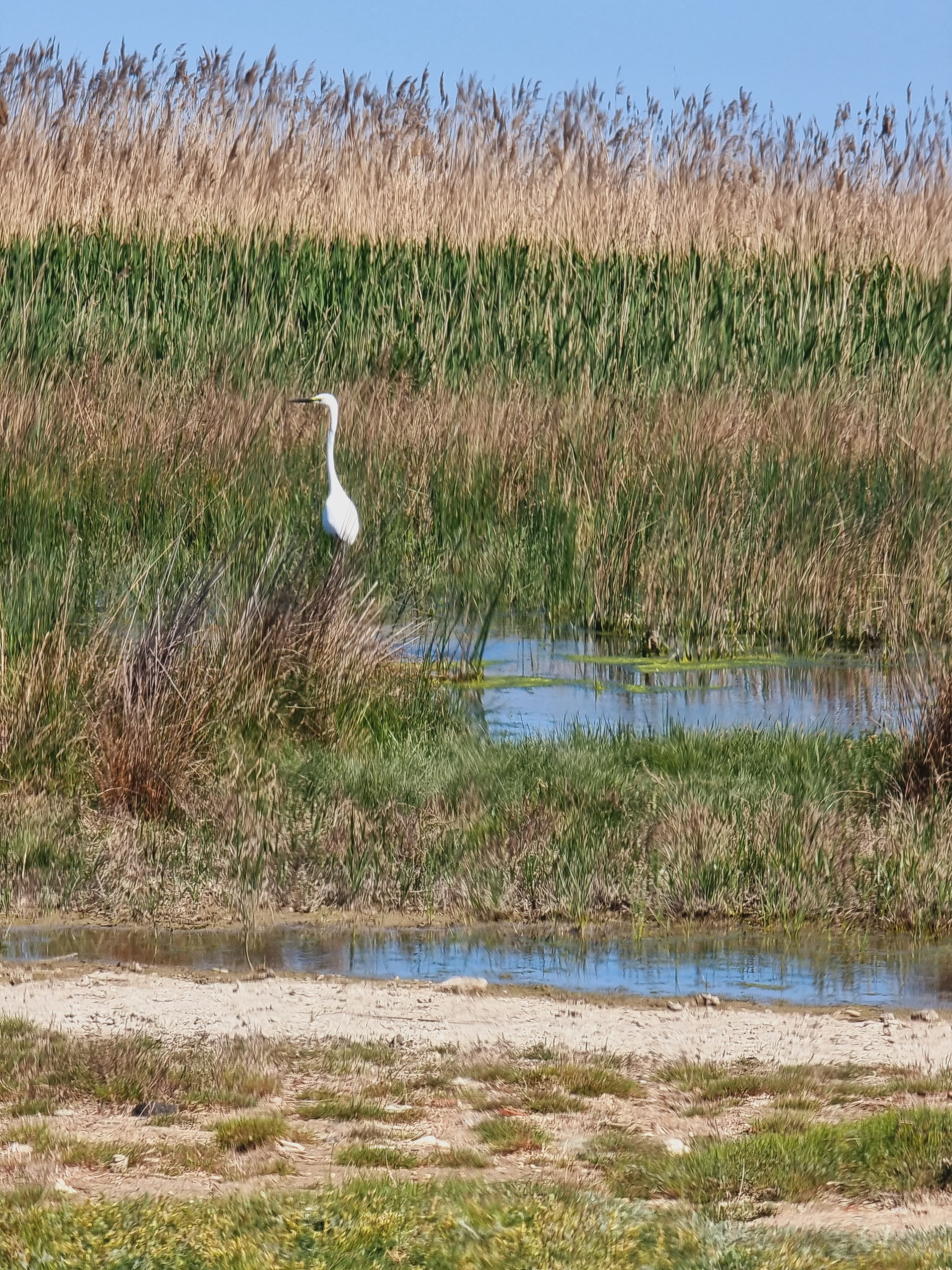 Bucati dintr-o drona Ucraineana gasite pe plaja Vadu