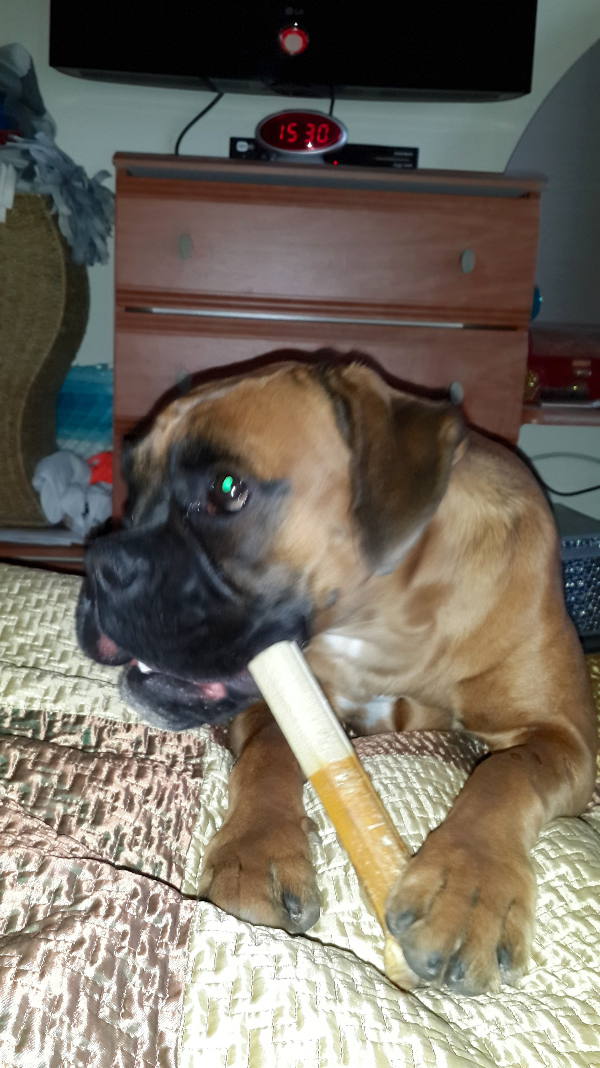 My ״Star״ Boxer Dog