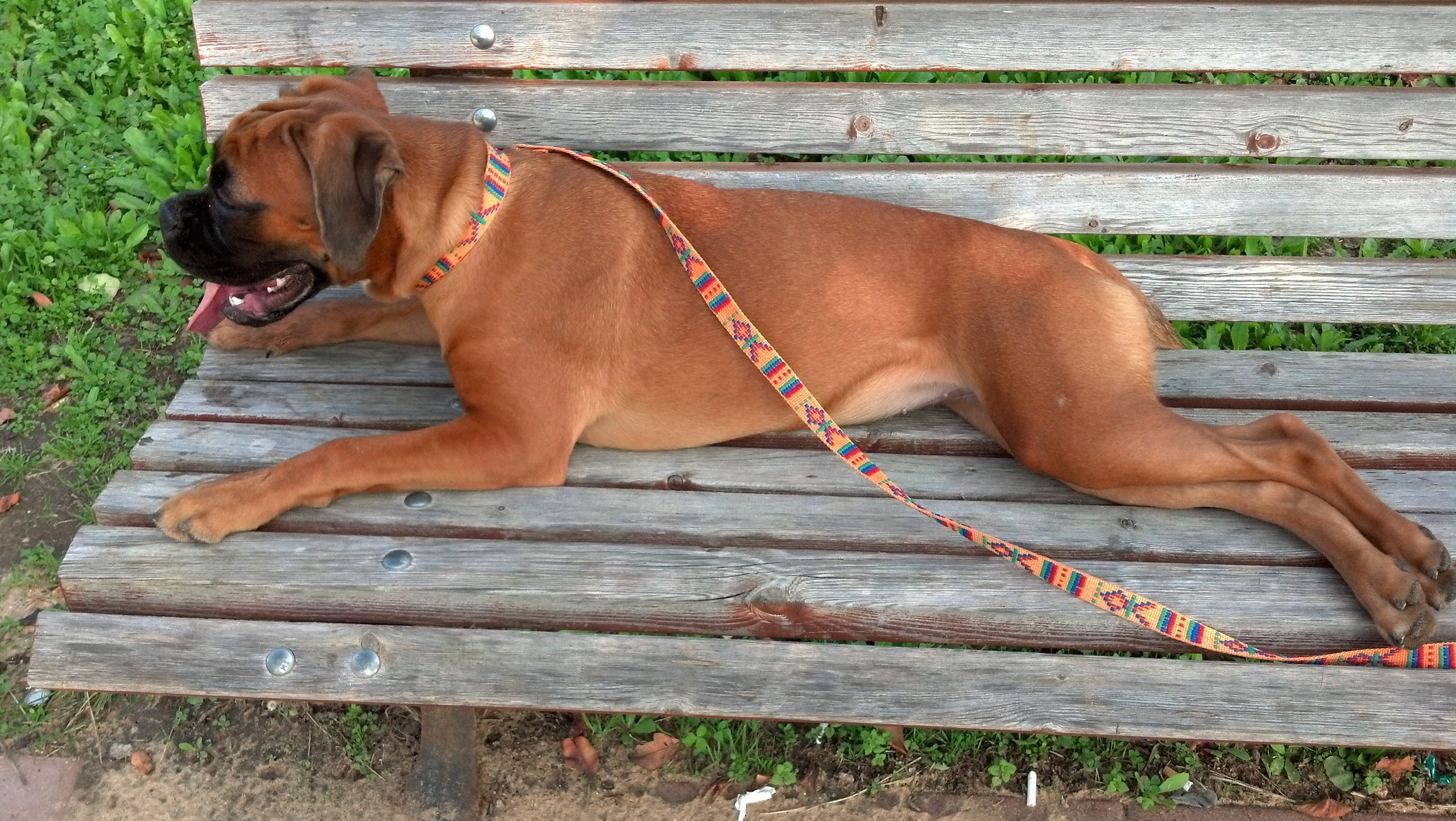 My ״Star״ Boxer Dog