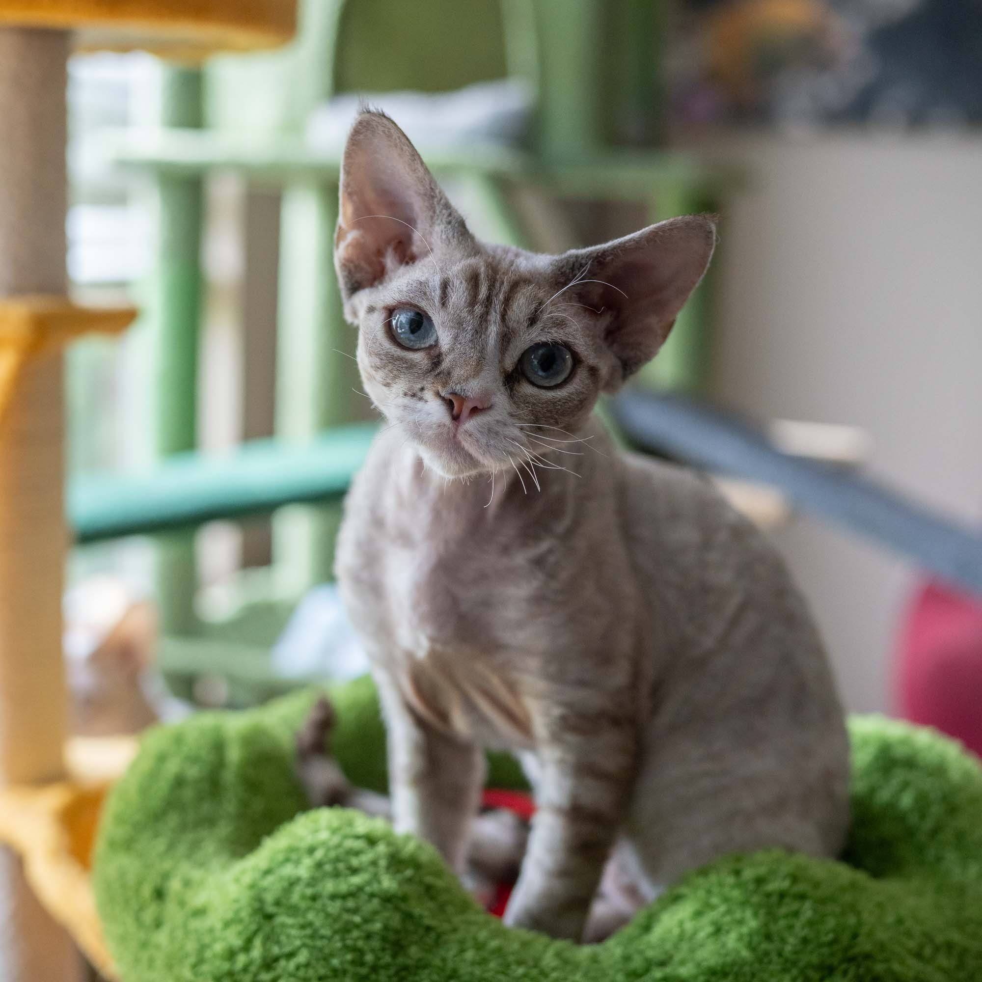 Fuzzy, boy, born on 01.01.25. Devon Rex Pixie Cattery