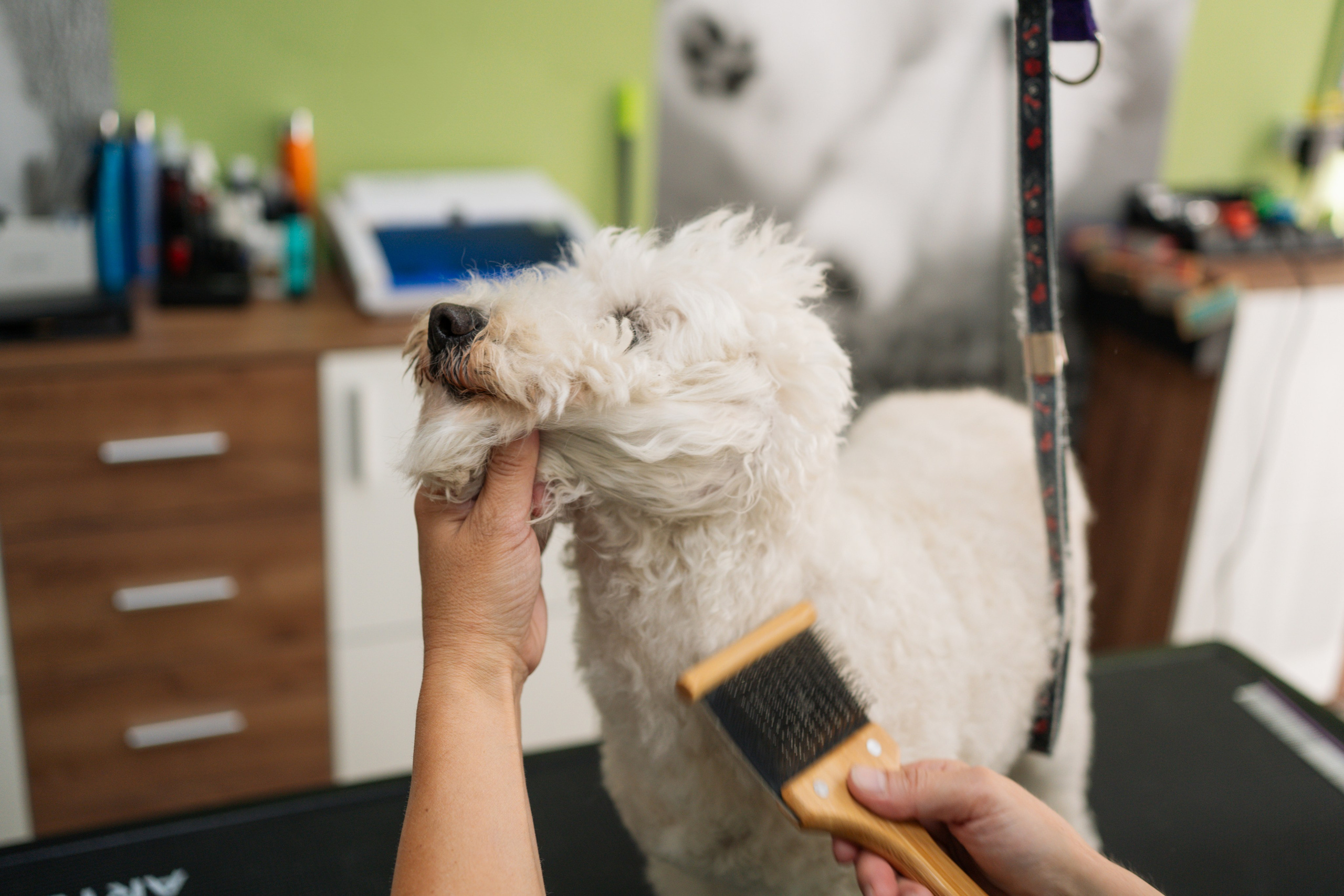 PetGroom Timisoara. Cozac Cristian Photographer