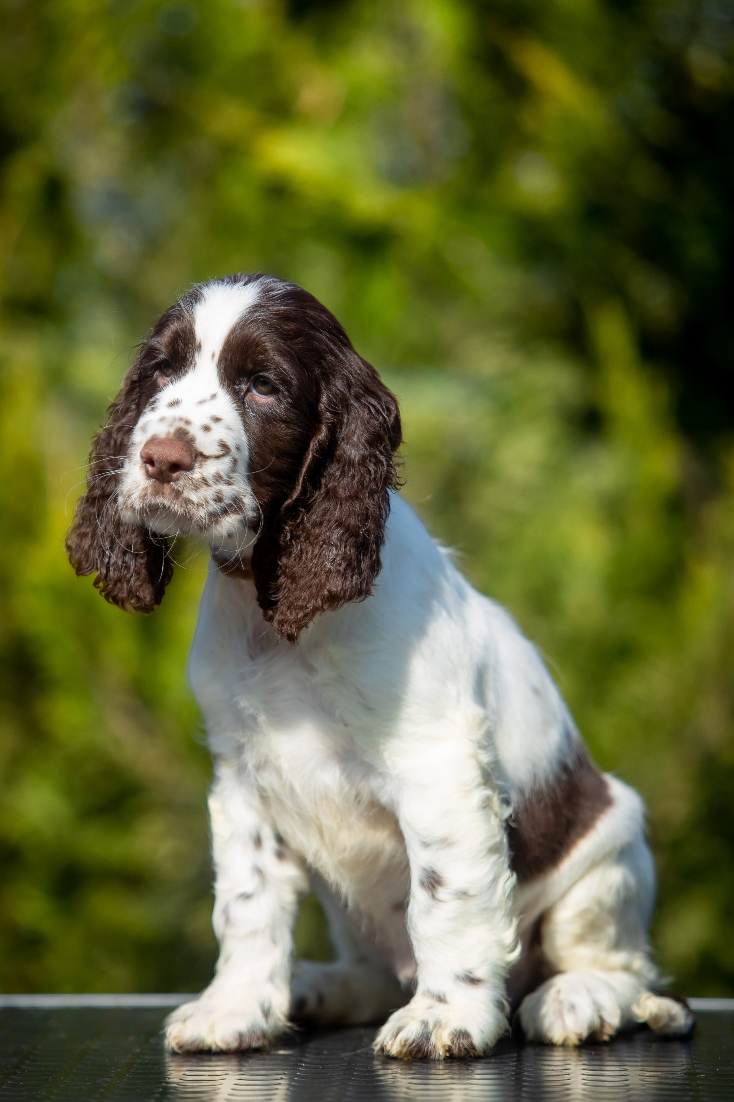 Female — Grey collar 🩶. Website of the titled stud dog of the Springer Spaniel breed