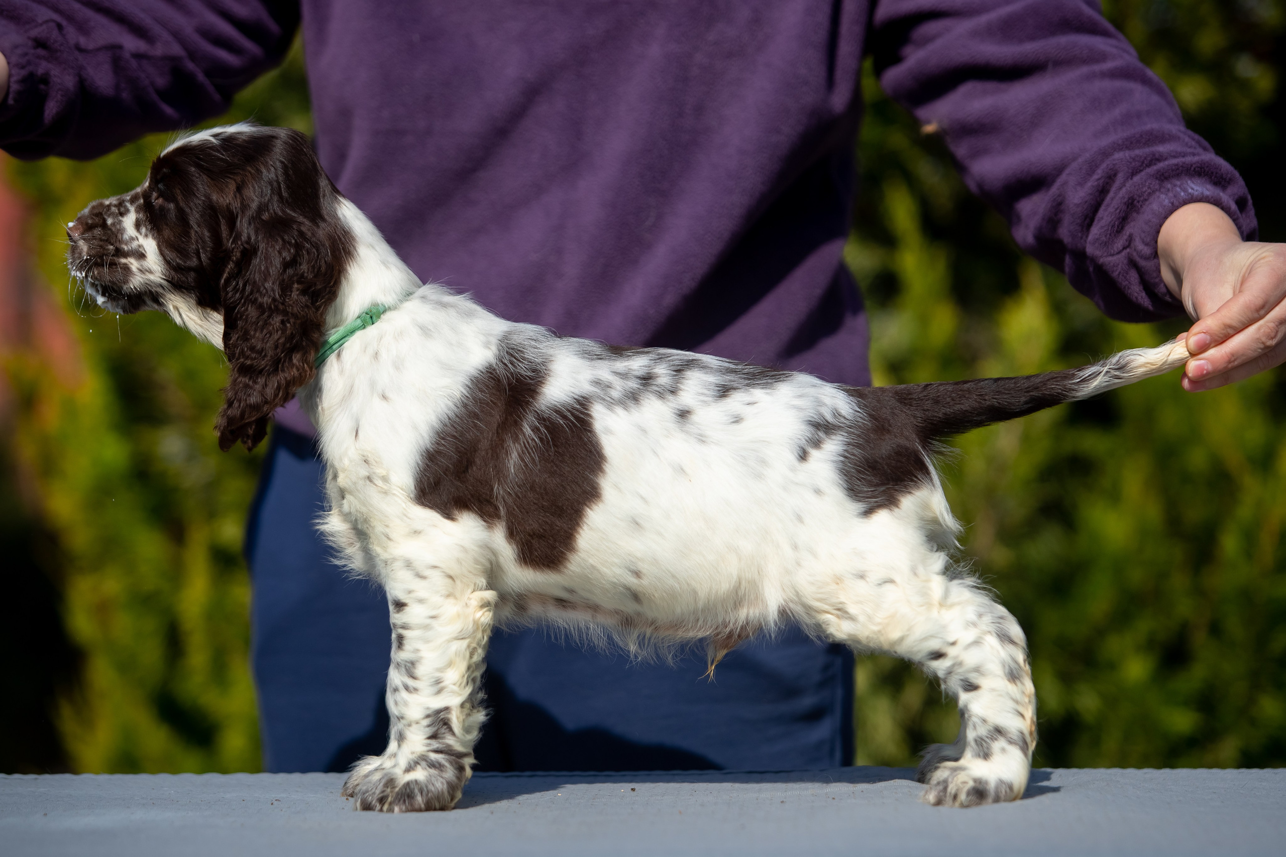 Male — Blue collar 💙. Website of the titled stud dog of the Springer Spaniel breed