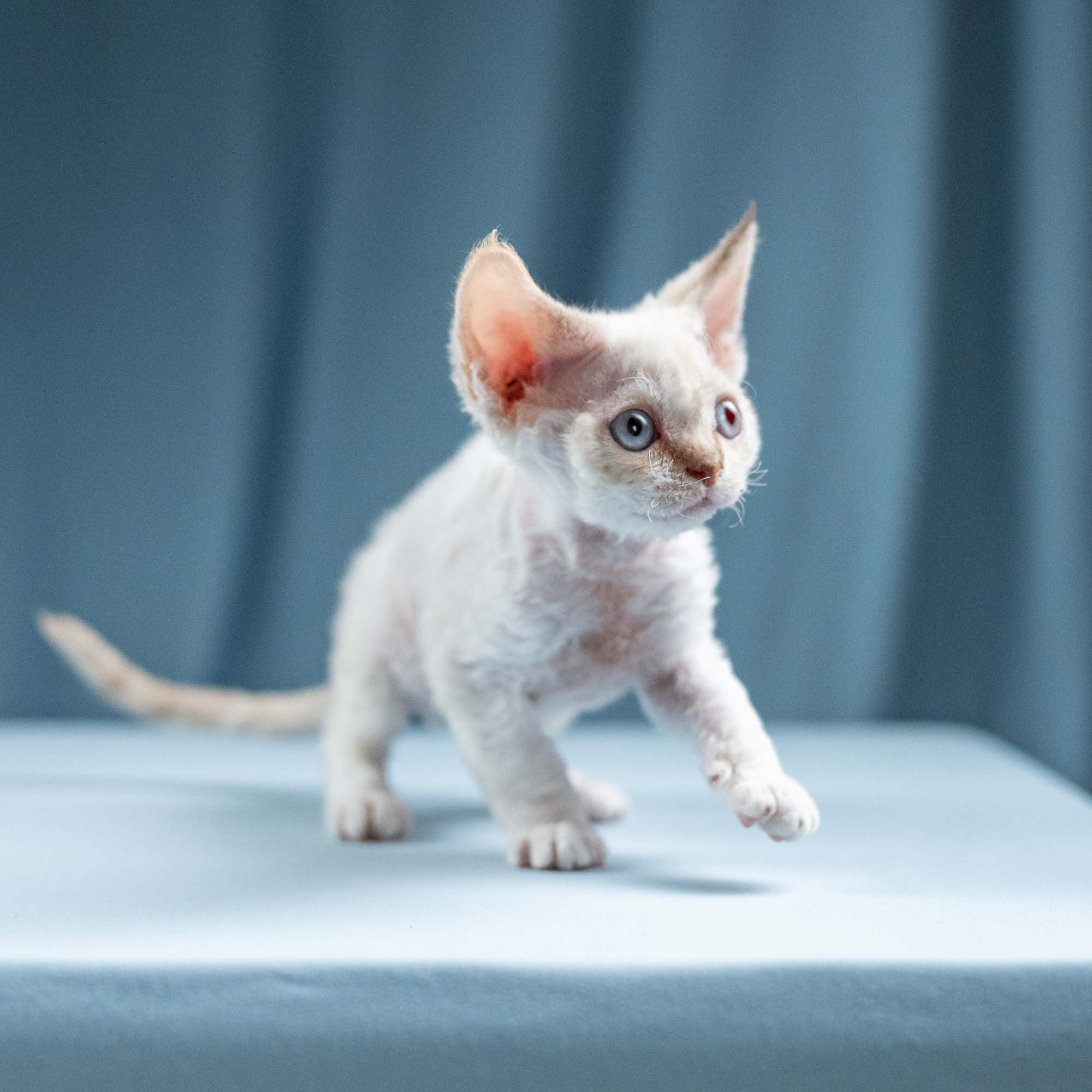 Jessica, girl, born 06.25.2025. Devon Rex Pixie Cattery