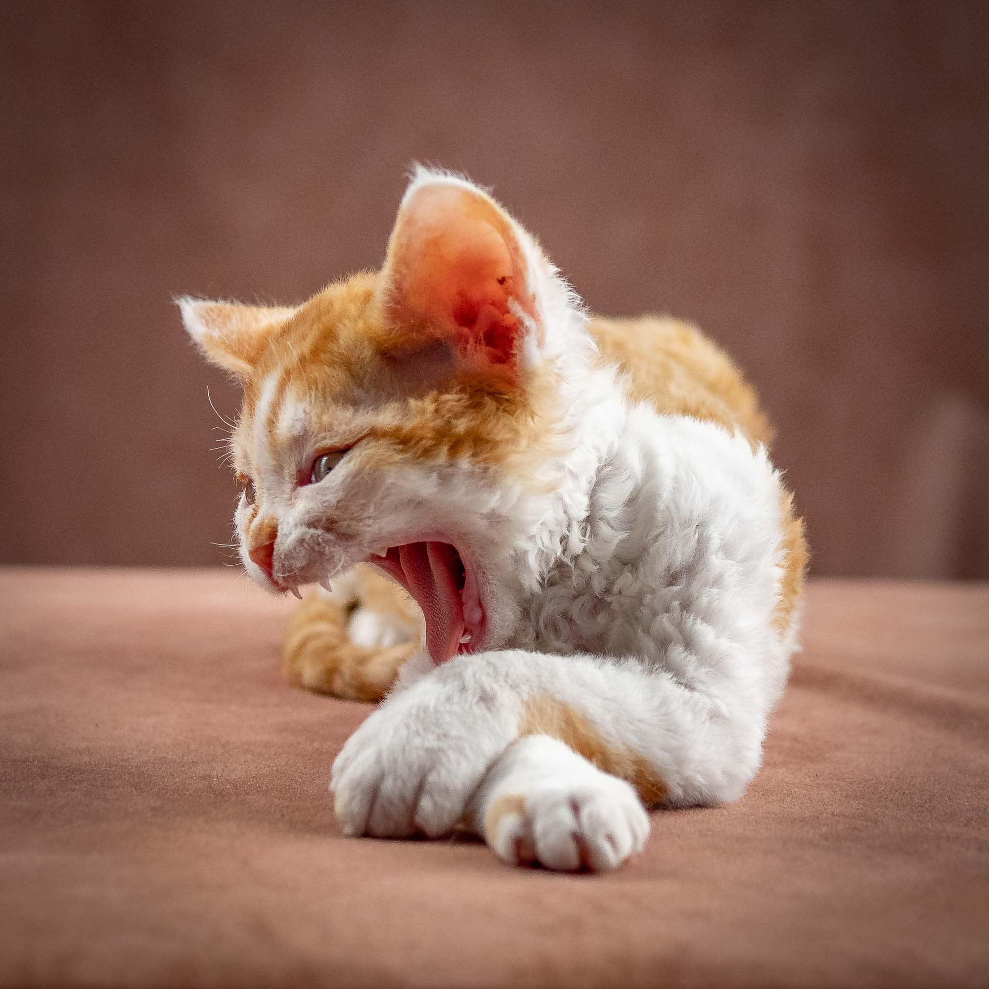 Gary,  boy, born on 01.18.25. Devon Rex Pixie Cattery