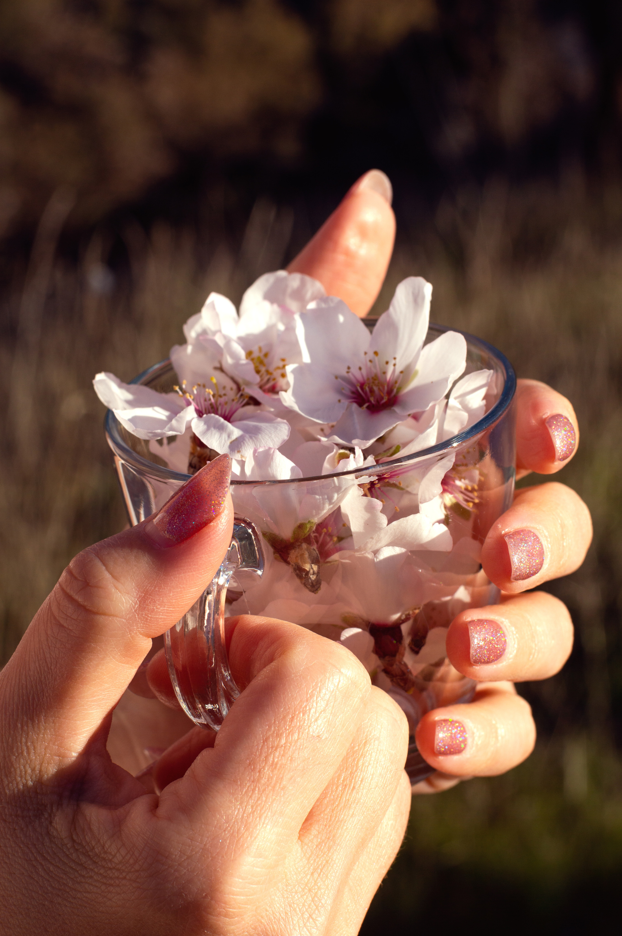 Цветение мидаля. Анастасия Благова — Твой фотограф в Малаге 🇪🇸