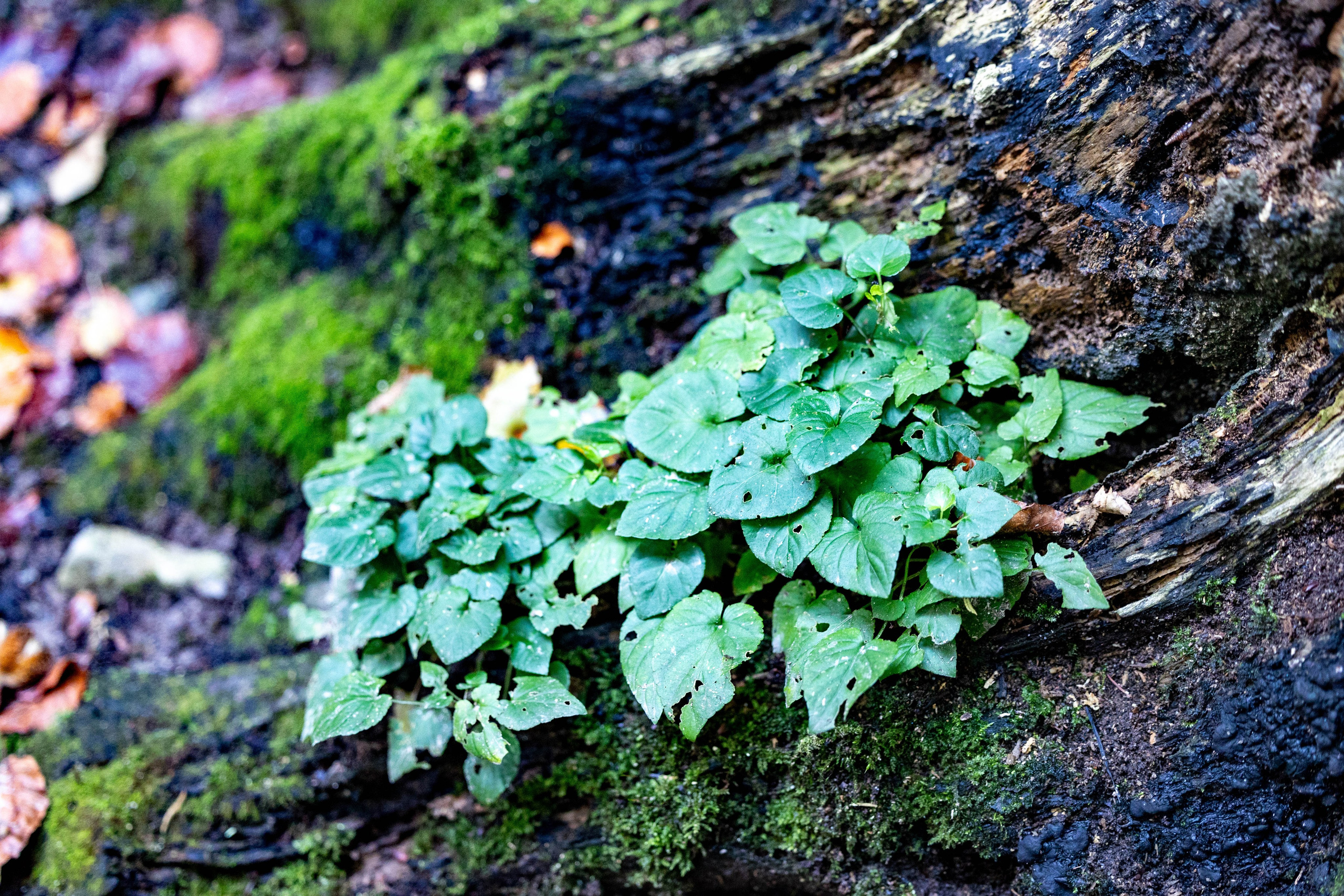 Efterår. Fotograf Aarhus | Portrætfoto Århus | Flotte billeder