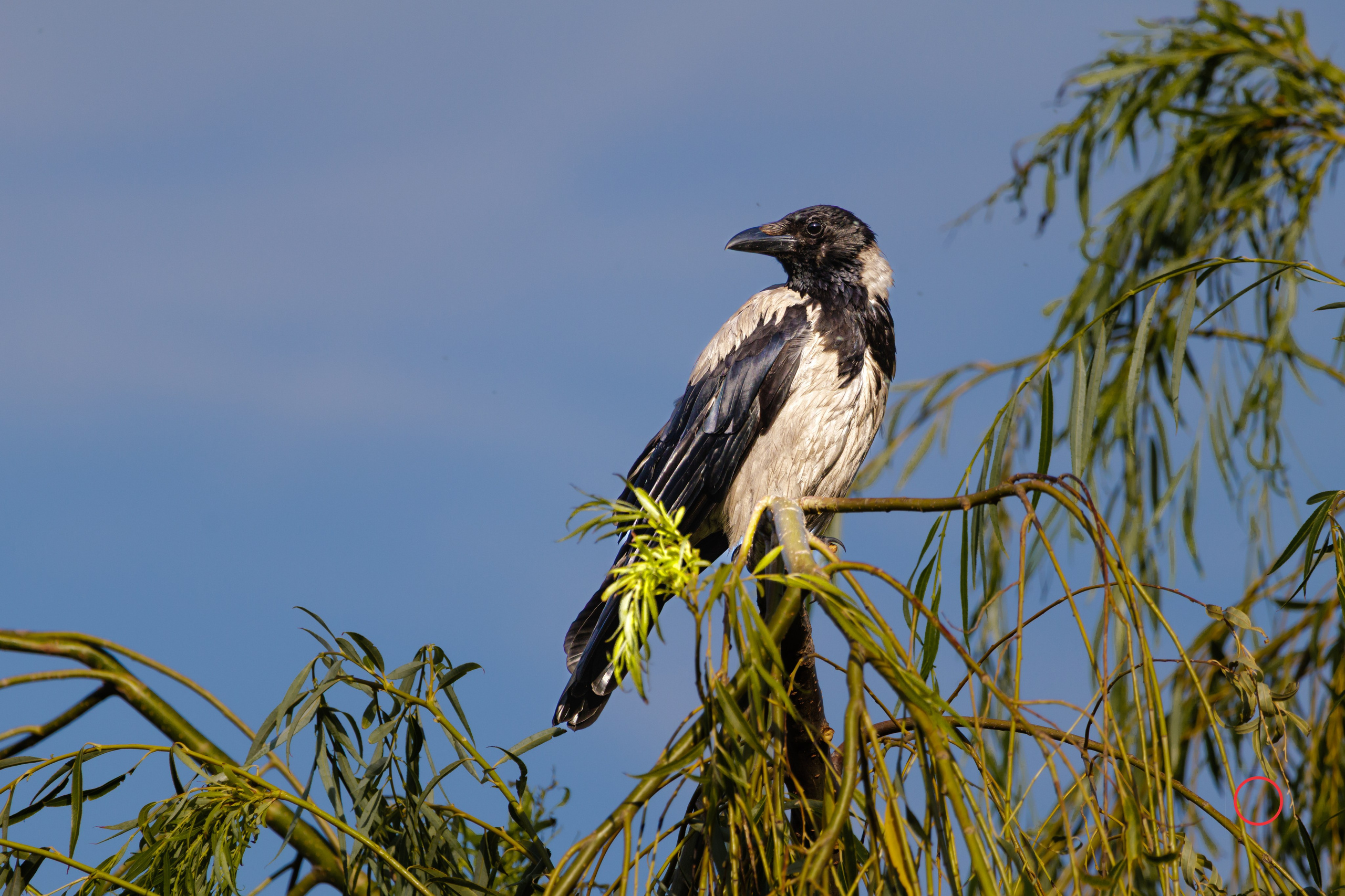 ბუნება. FramefreeMan